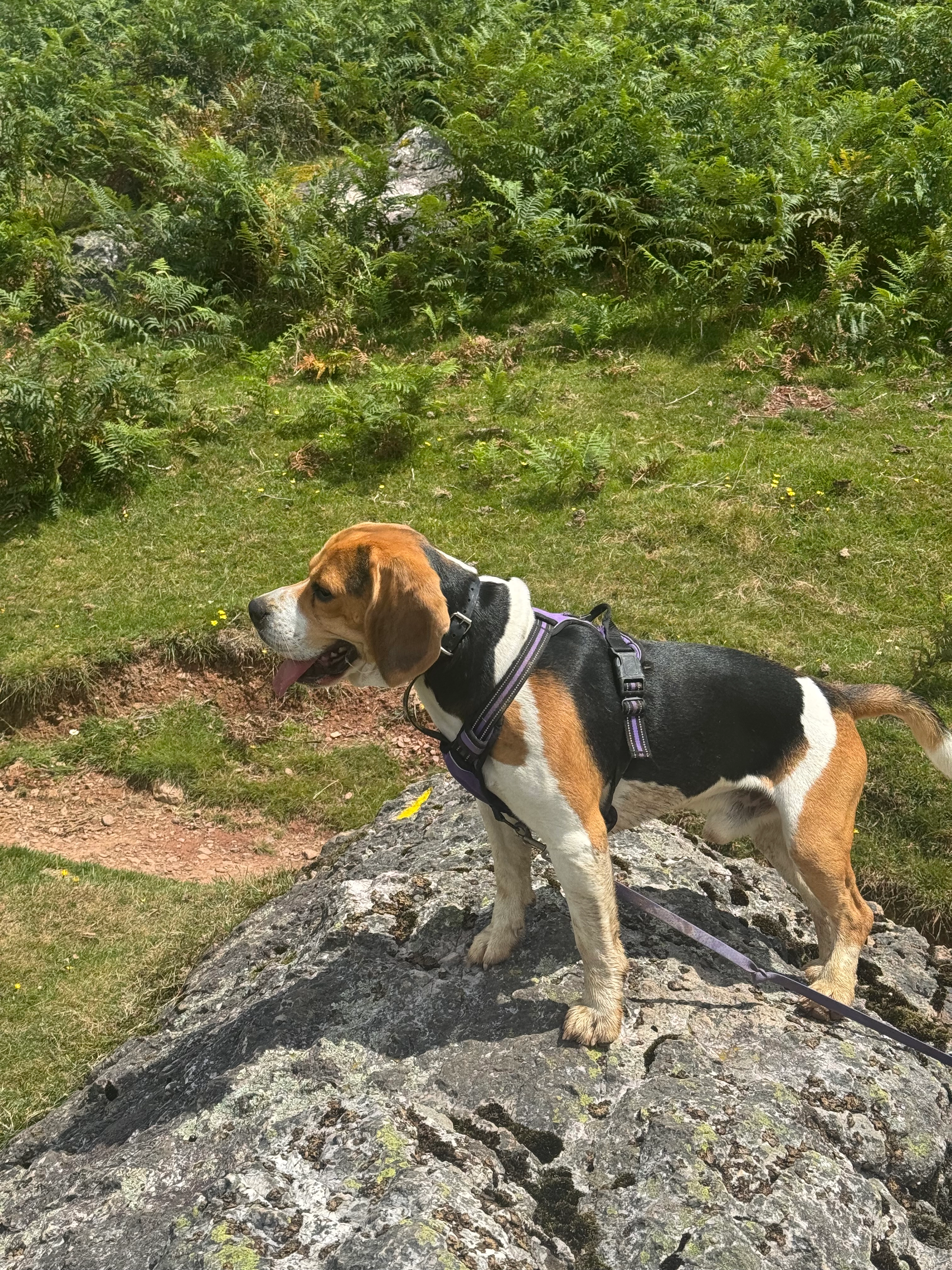 Birkin  - Route De Labatut, Cauneille