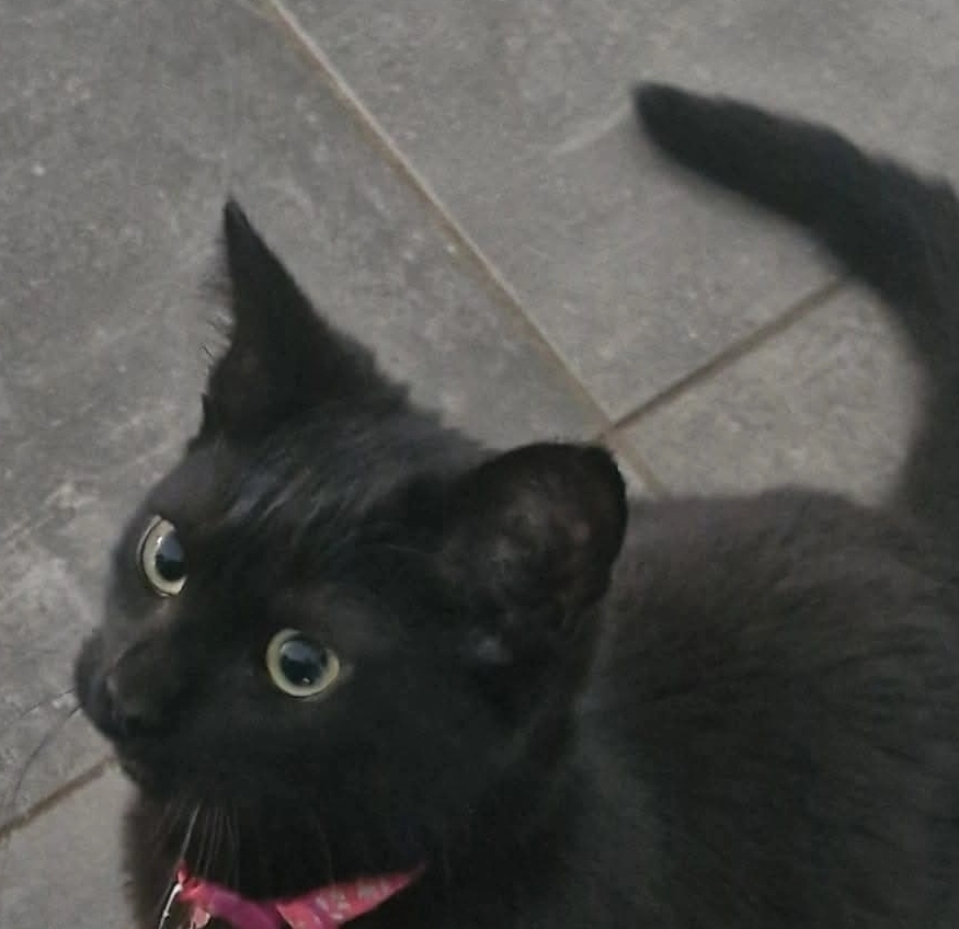 Zoïa - Rue De La Source, Frameries