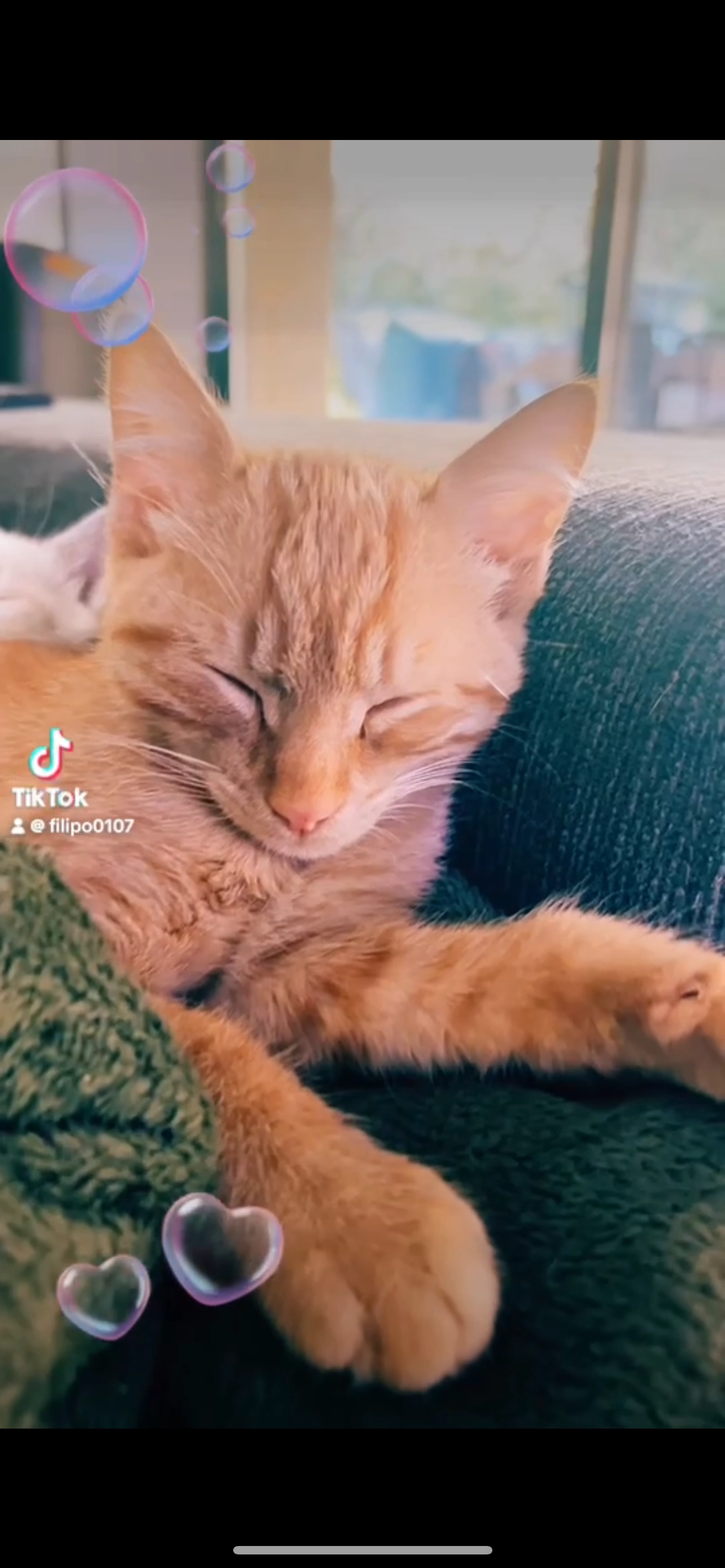 Grifondor - 241 Chemin des Granges Blanches, Mondragon