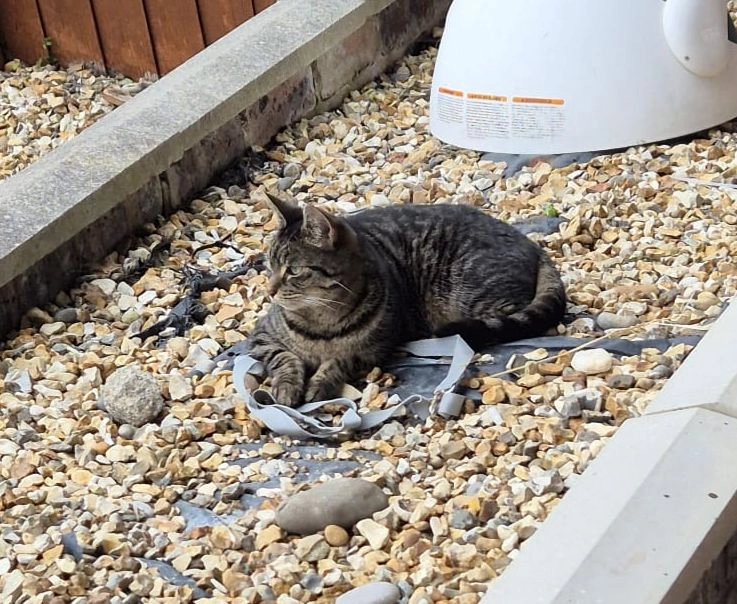 Charlie - Aber Clwyd, Kinmel bay