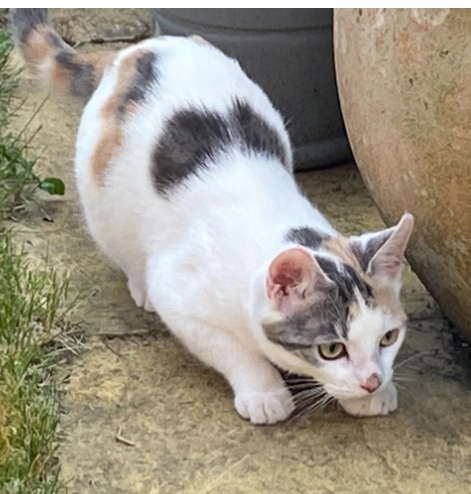 Nancy - Magnolia Drive, Alfold