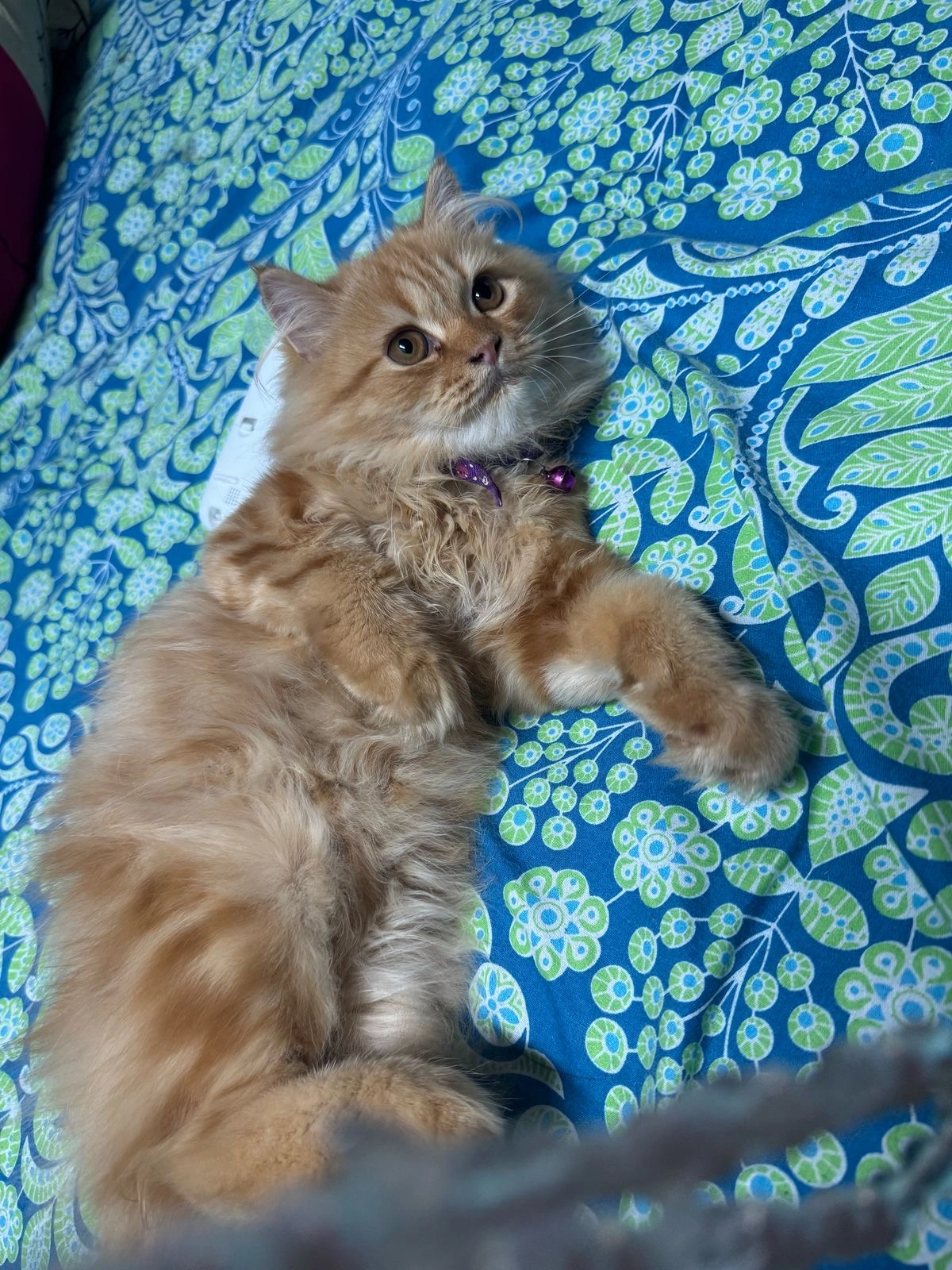 Cookie - Anderkilla , Chittagong