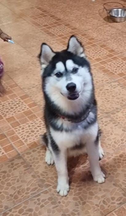 Alex - 68000, Ampang Jaya