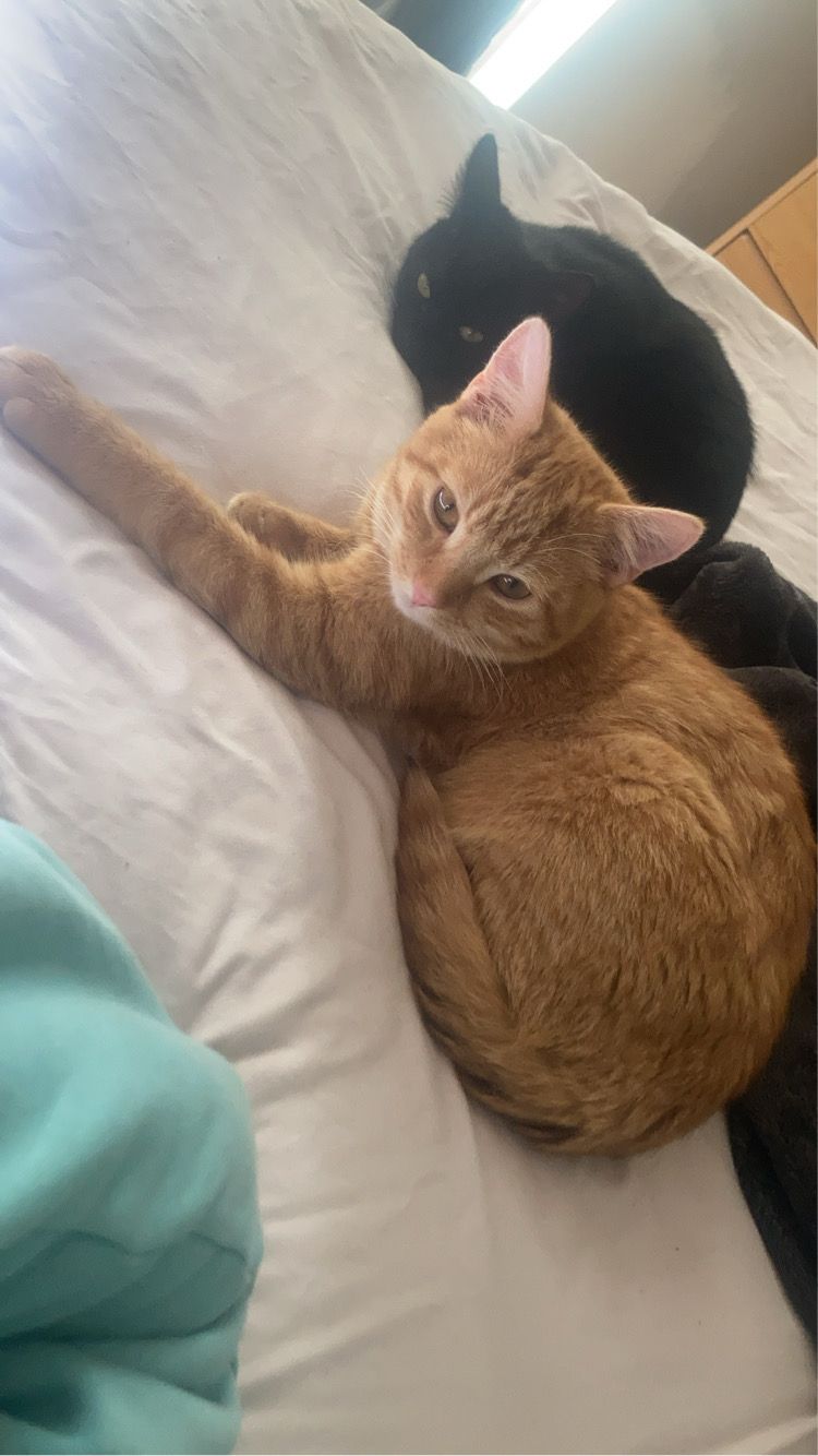 Ginge - Canal Harbour, Monasterevin