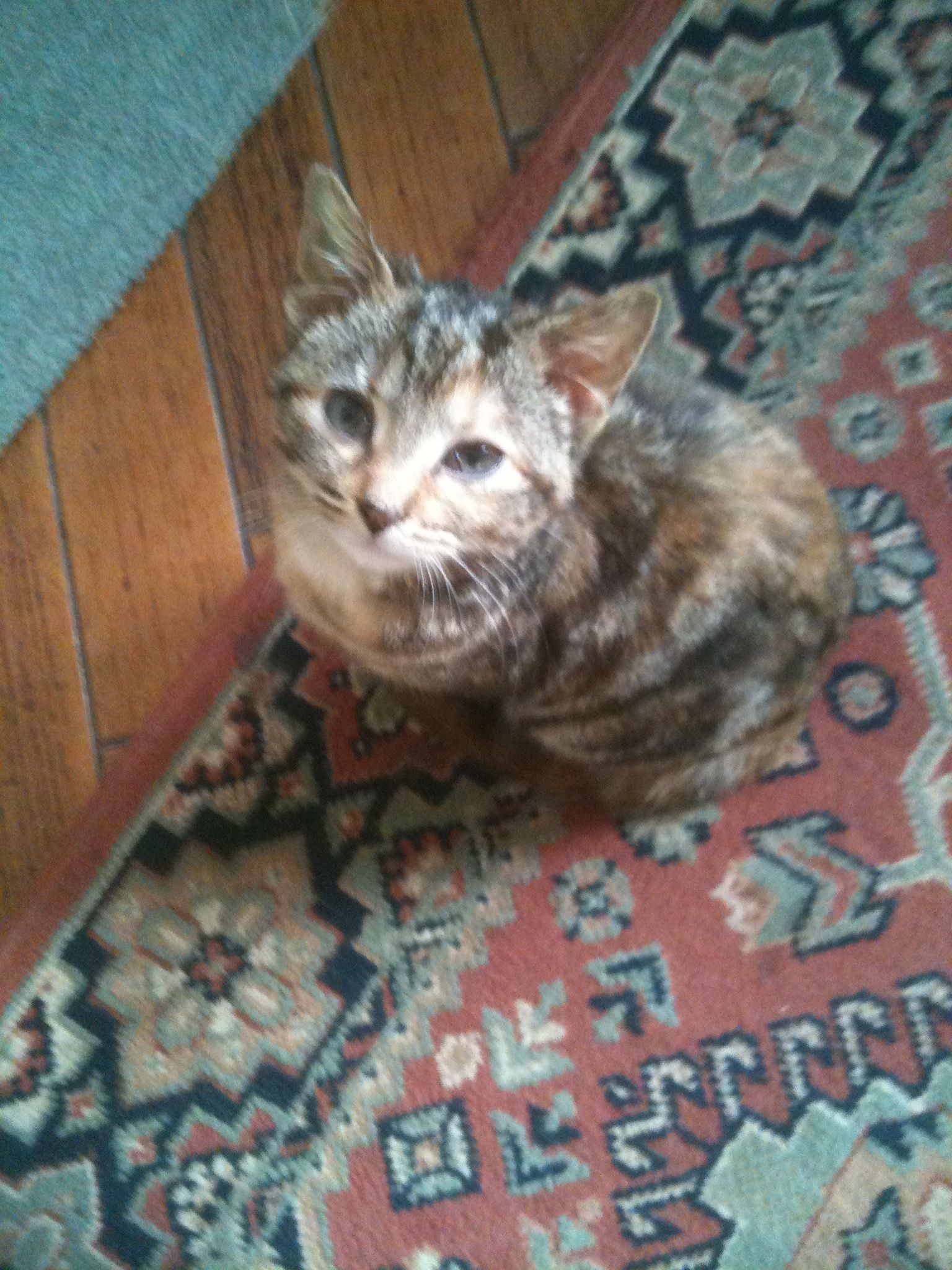 Maisie  - White Lodge Park, Shrewsbury