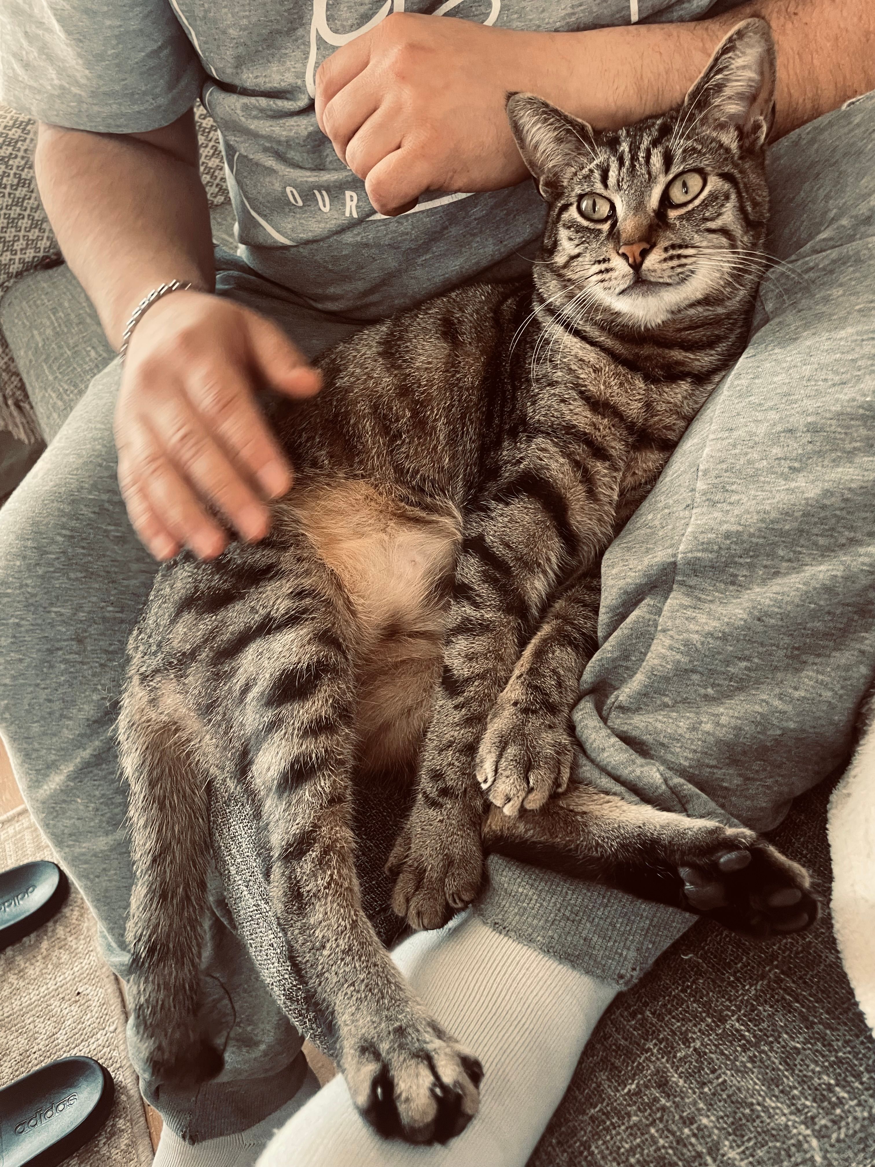 Tiger  - Am Obstkeller, Aschaffenburg