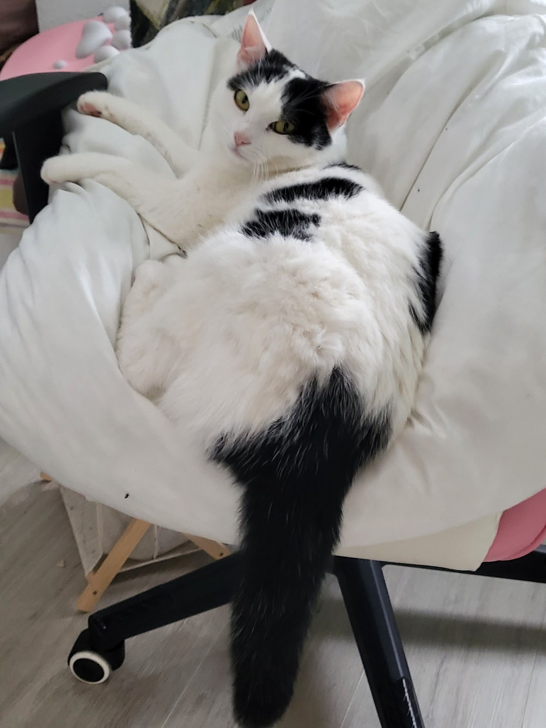 Kira - Häuslenäcker, Lauchheim