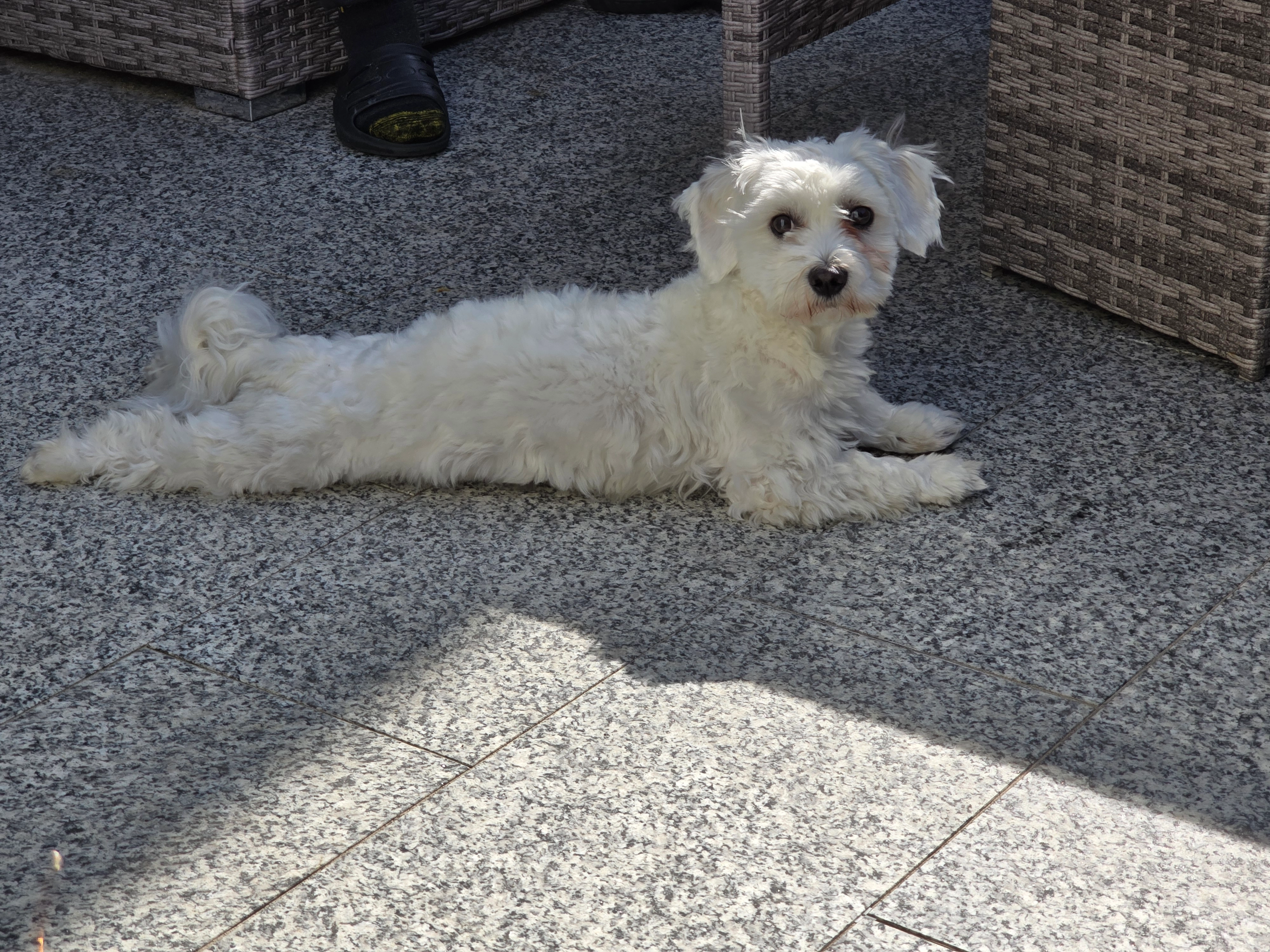 Rocky - Burgunderweg, Hamburg
