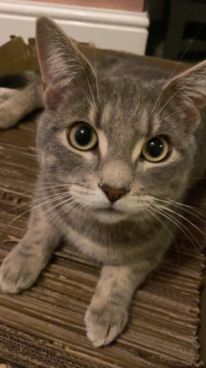 Rafiki - Greenwood Road, Northampton