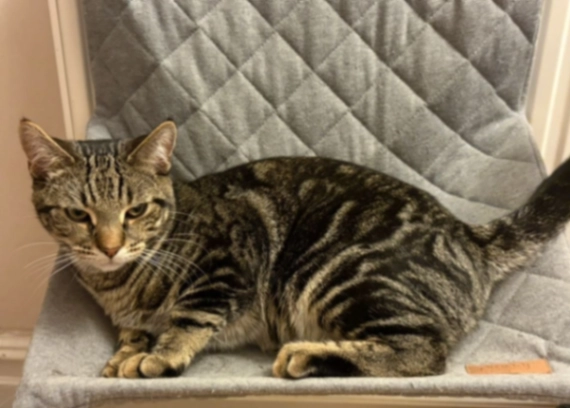 Milo - Hampden Road, Bristol