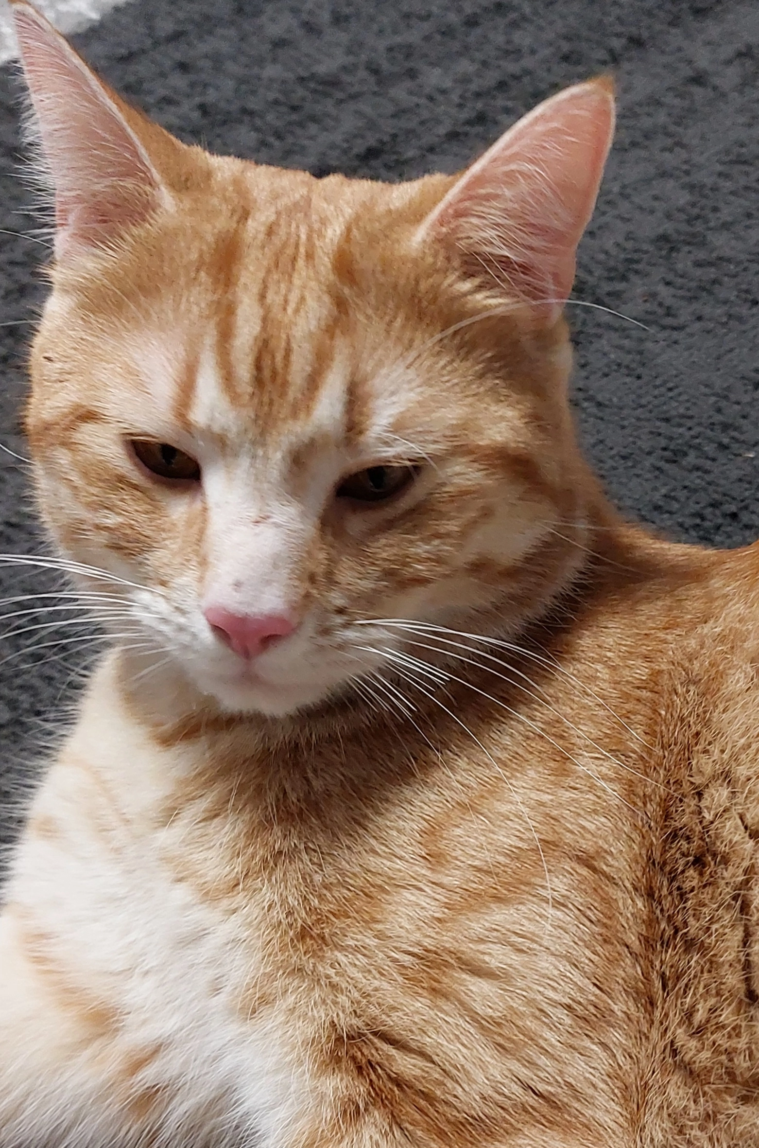 Garfield - Wiesenweg, Stammbach