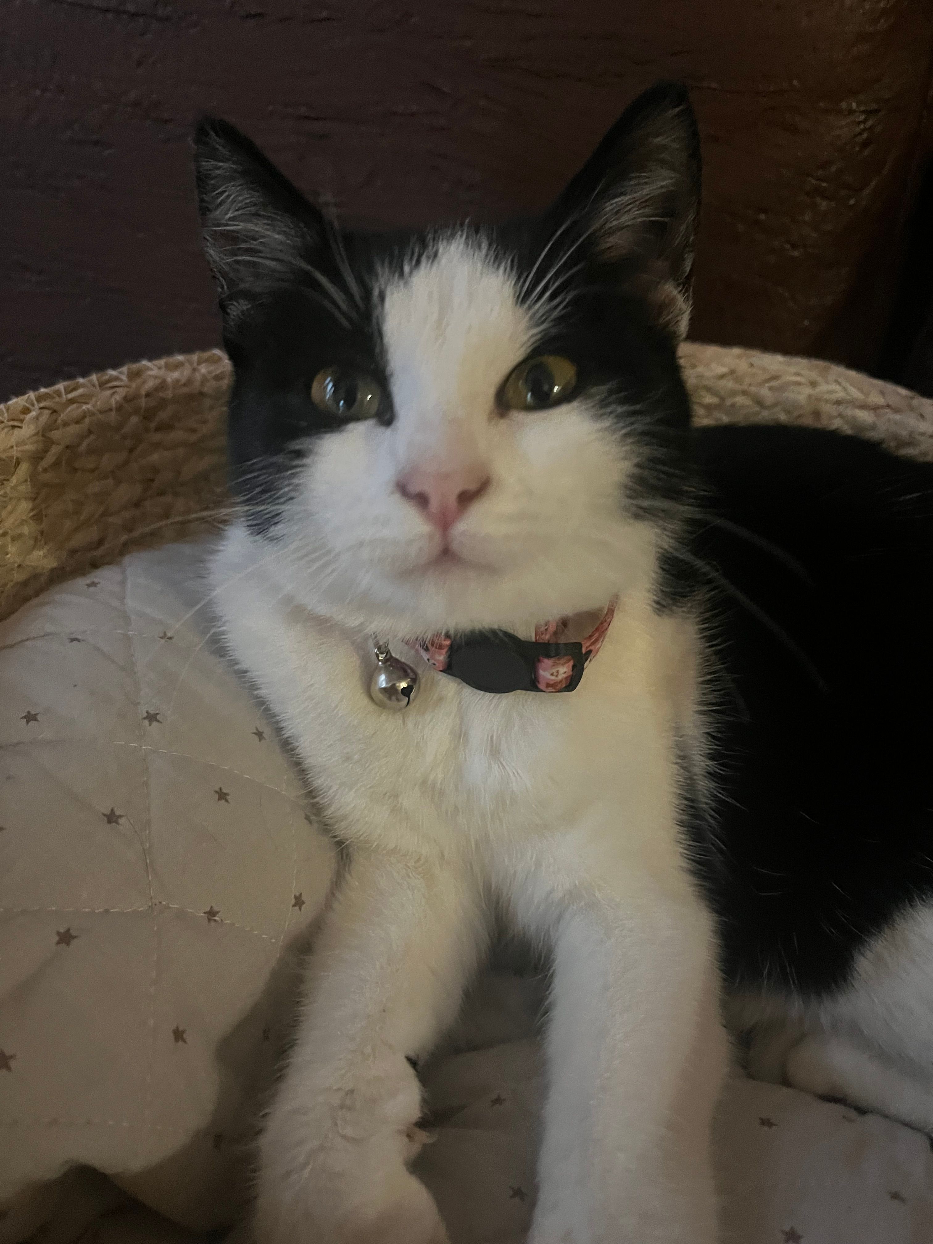 Bubi - ulitsa Drach, Ruse