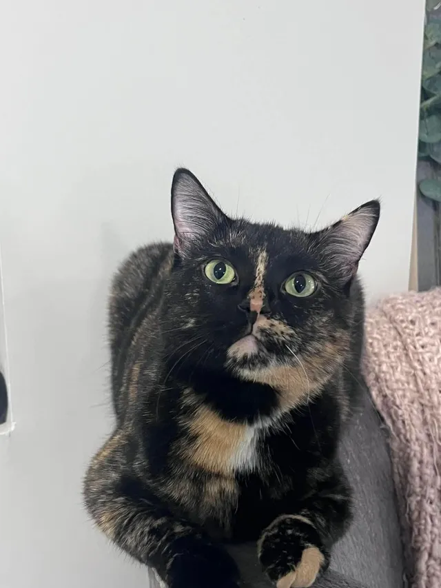 Luna - South Central Street, Olathe