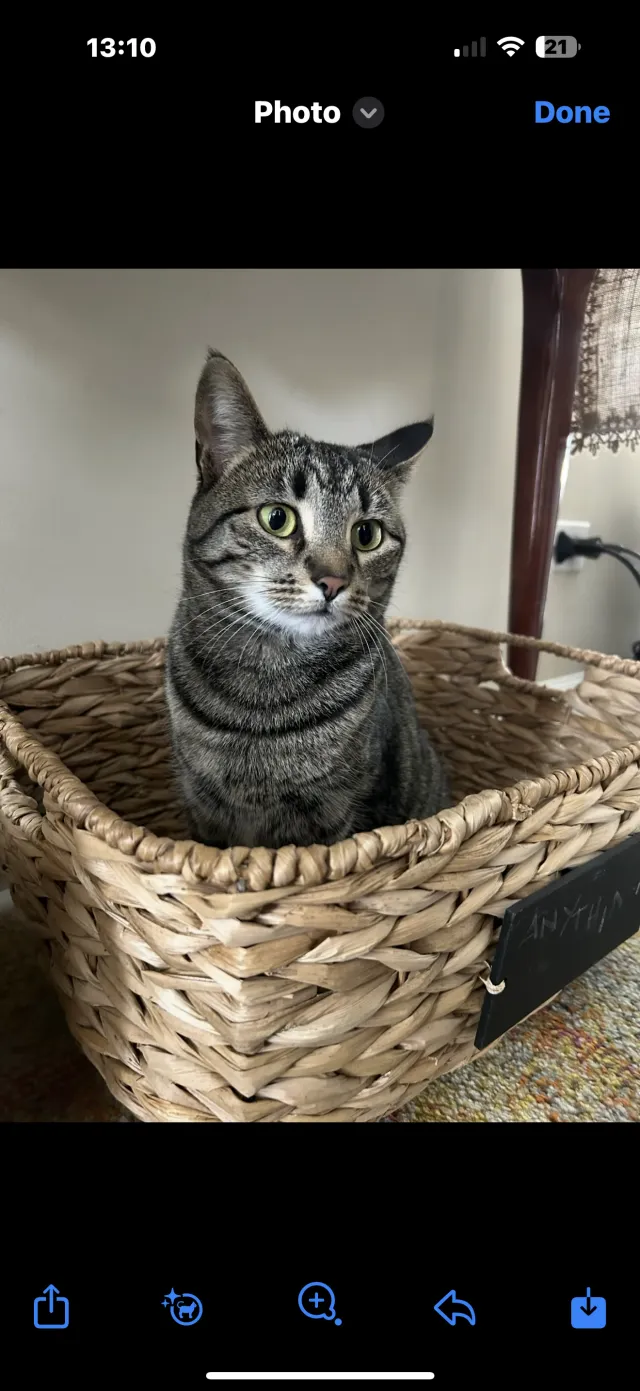 Kino - Falcon Lane, Hoffman Estates