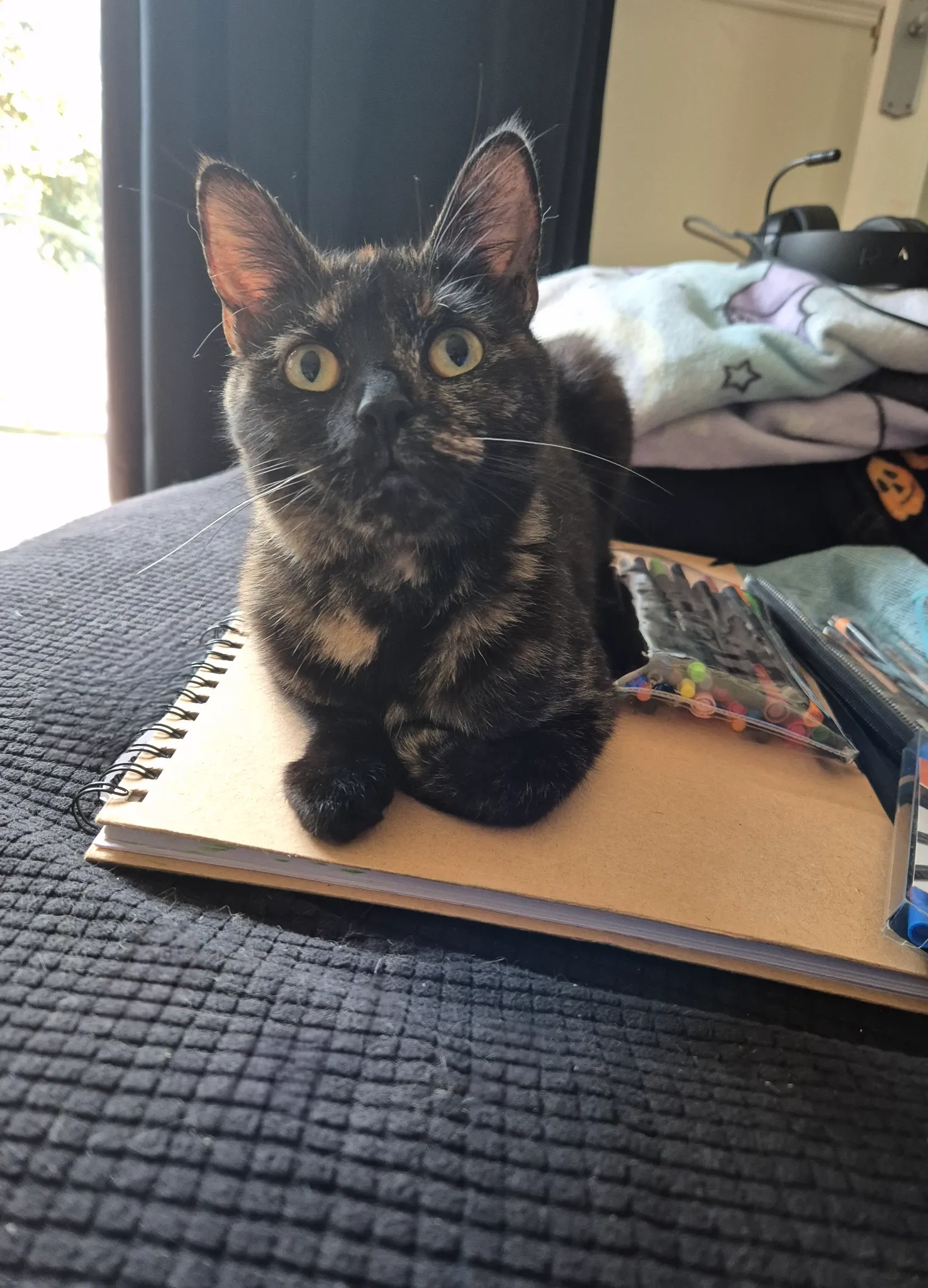 Willow - The Finches, Weymouth