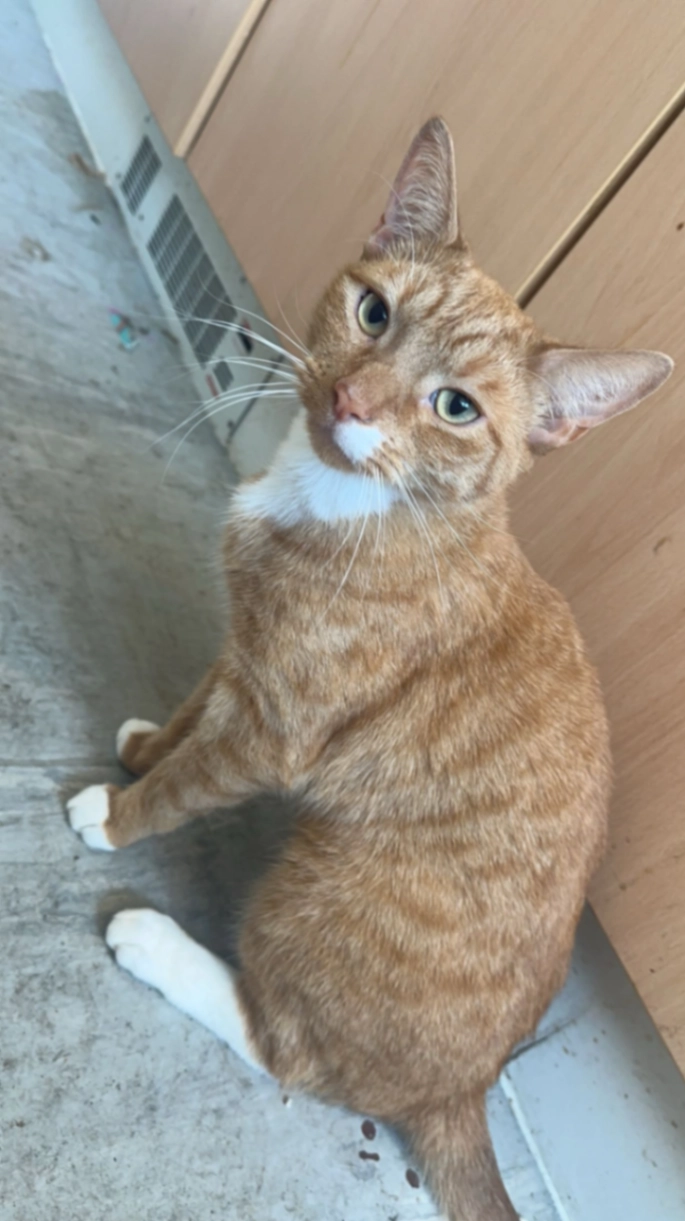 Tupac - 21 Grammar School Road, Hull