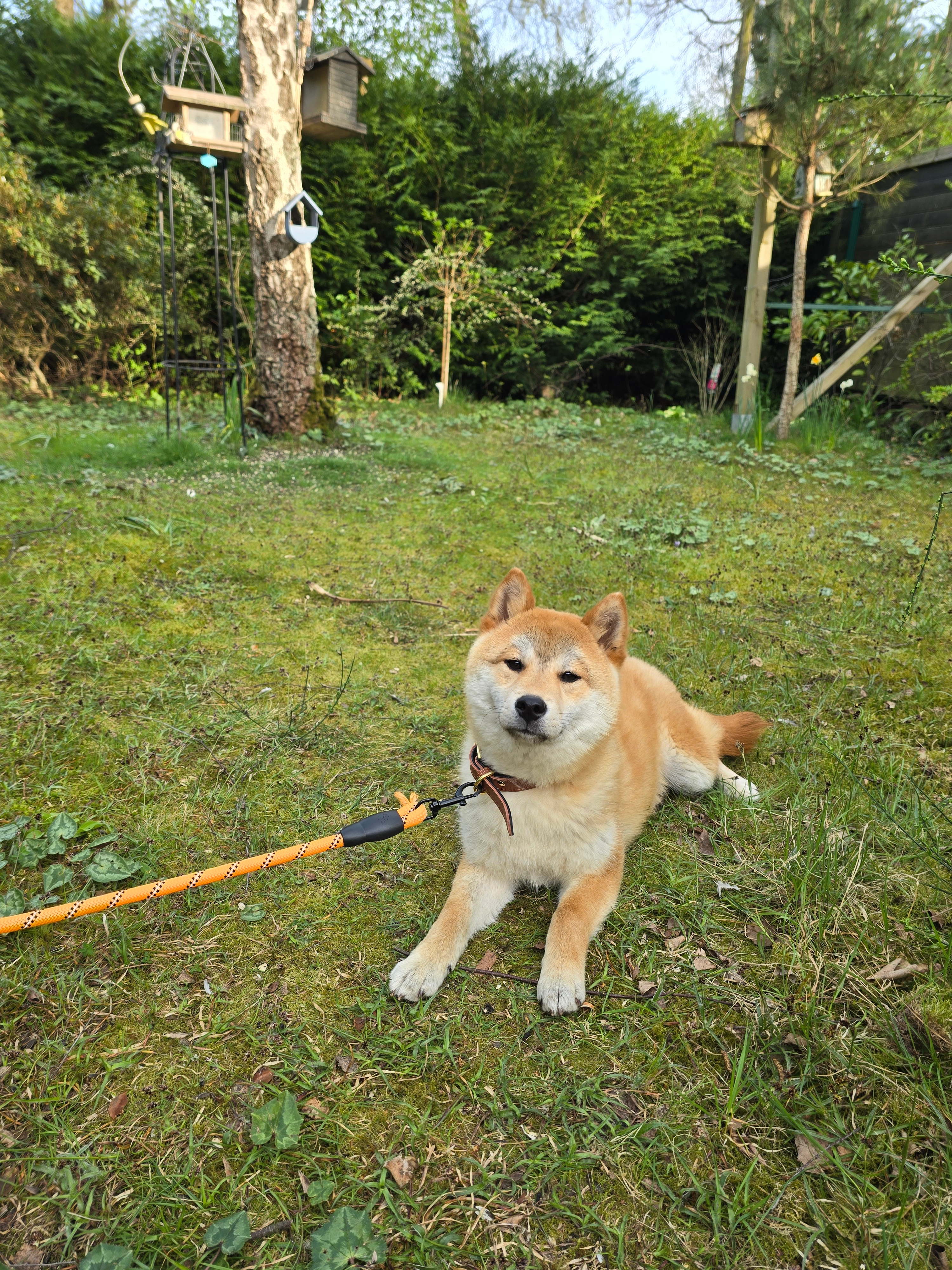 Found Cat - Allée des Sapins, Orléans