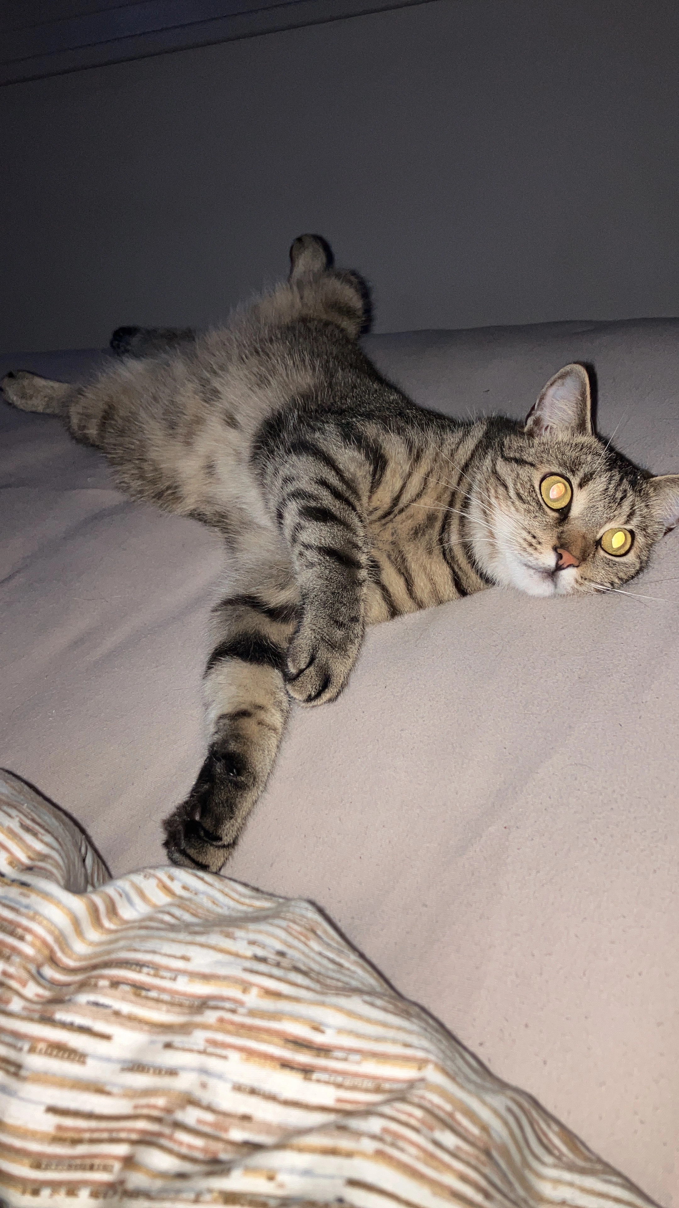 Smokey - Hasendorfer Straße 110, Leibnitz