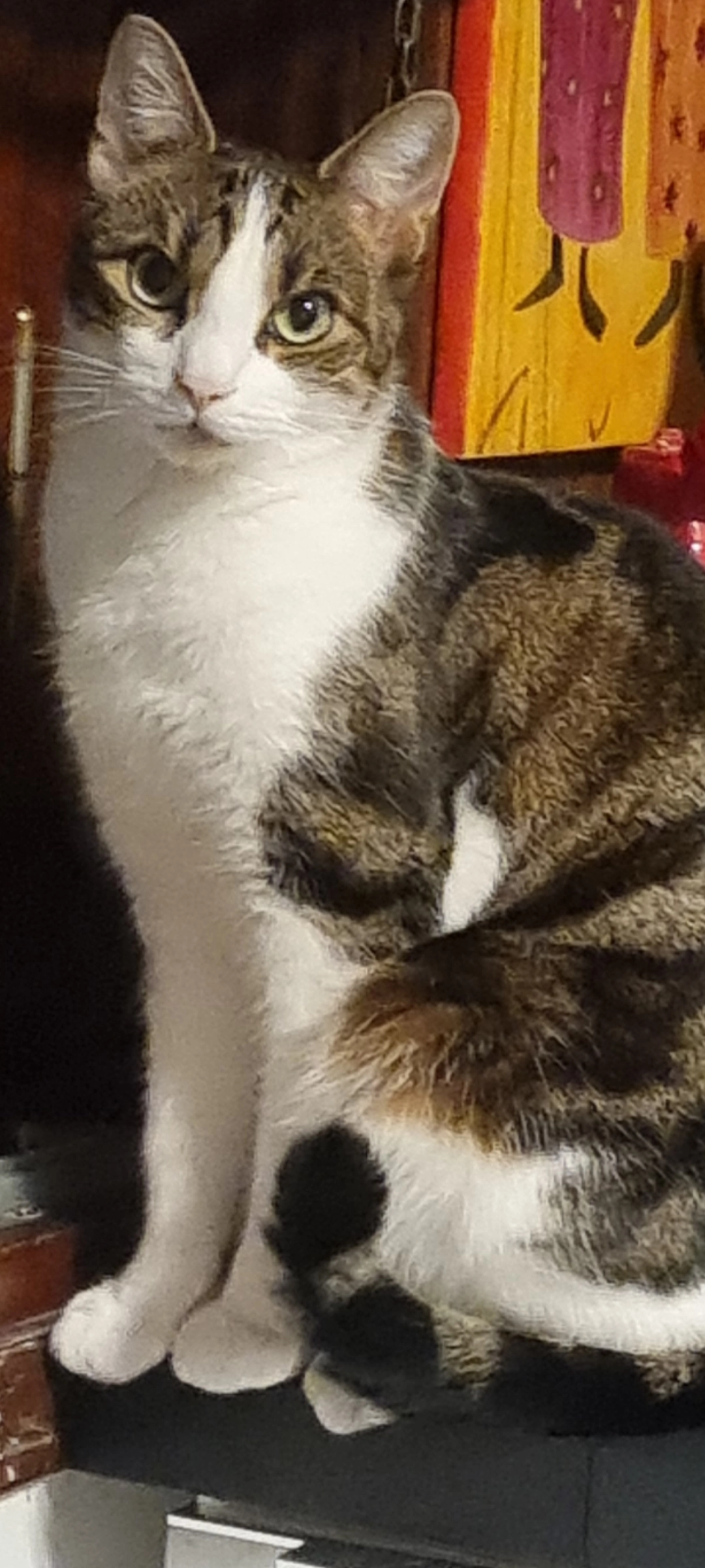 Mimi - Cours de Verdun, Oyonnax