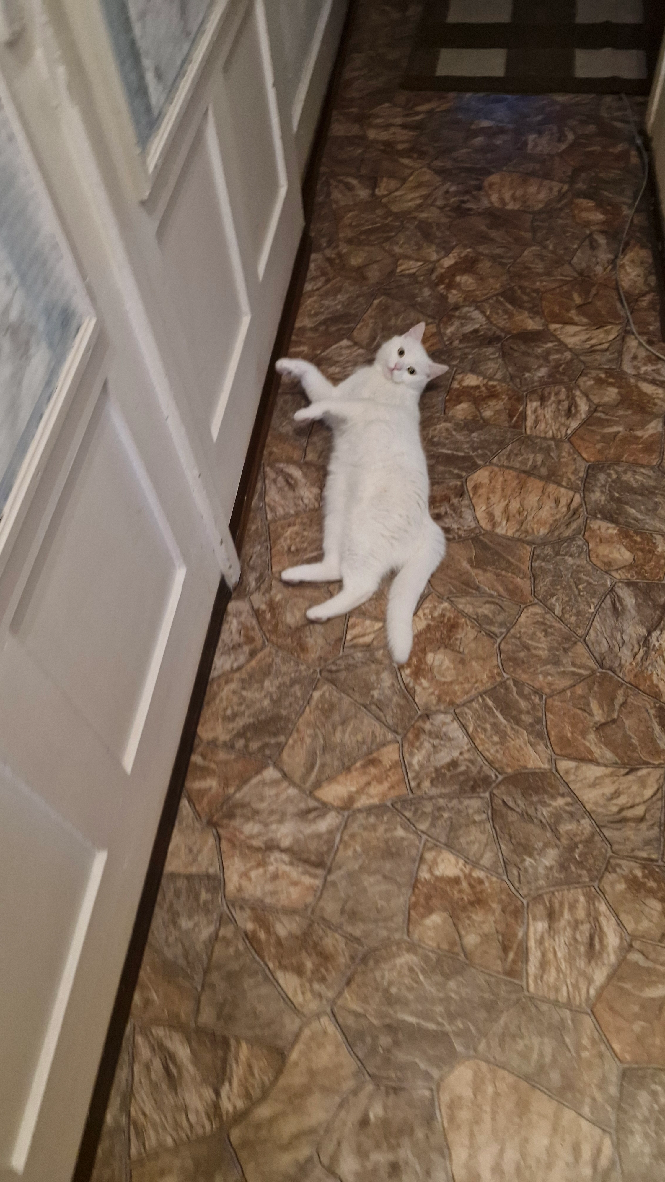 Pamuk - 70190, Stuttgart