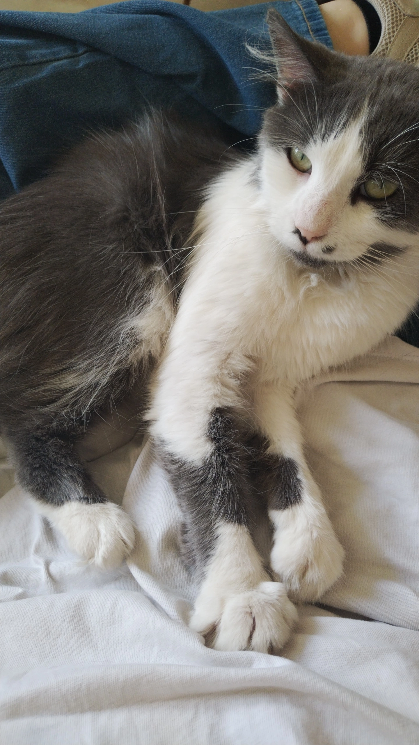 Moumoute  - Rue Albert Calmette, Saint-Quentin