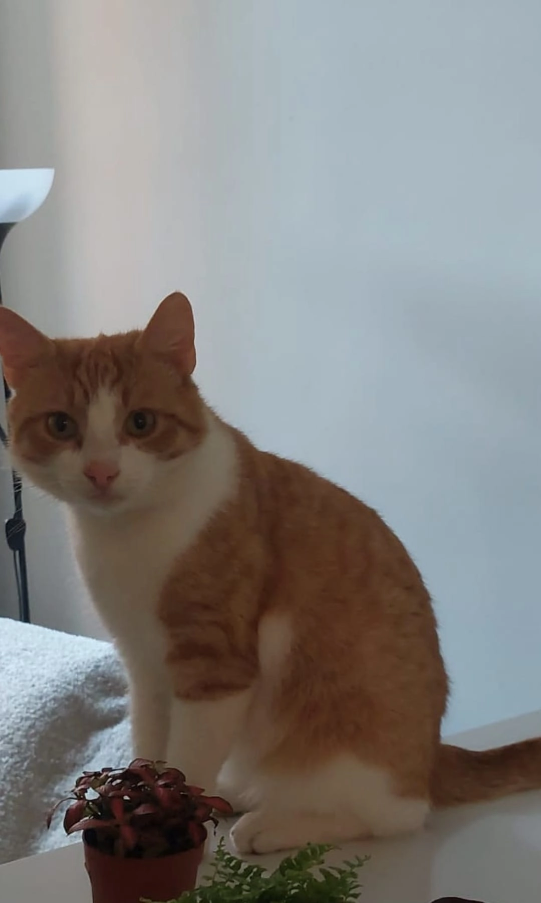 Rusty - Farringdon Road, Havant