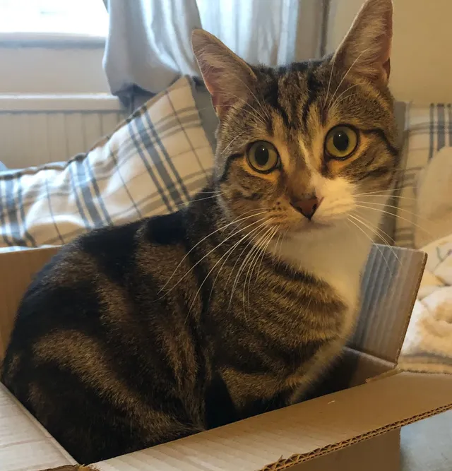 Sox - Molesworth Road, Cobham