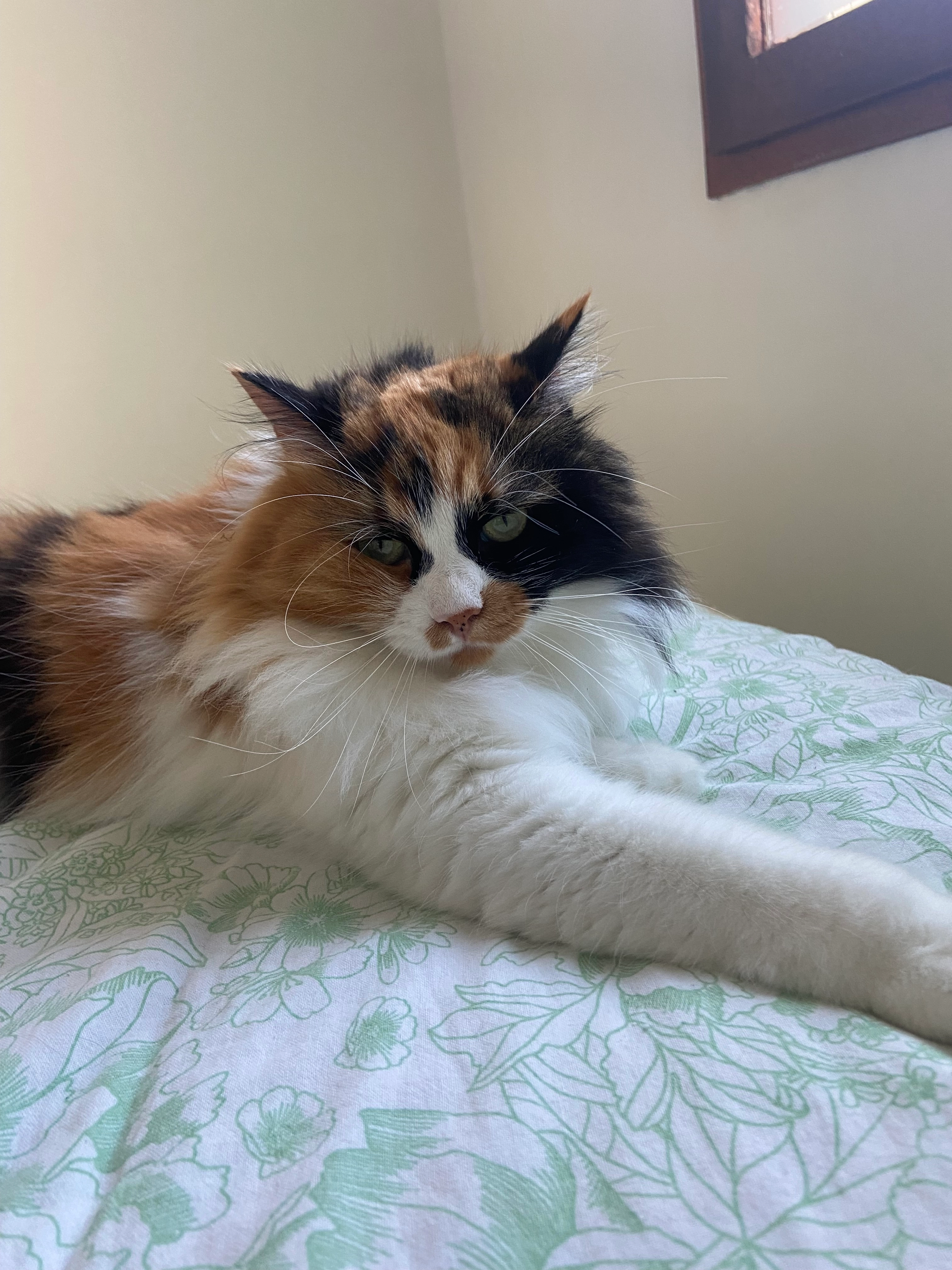 roma - 2 Rue Marcel Pagnol, Toulouse