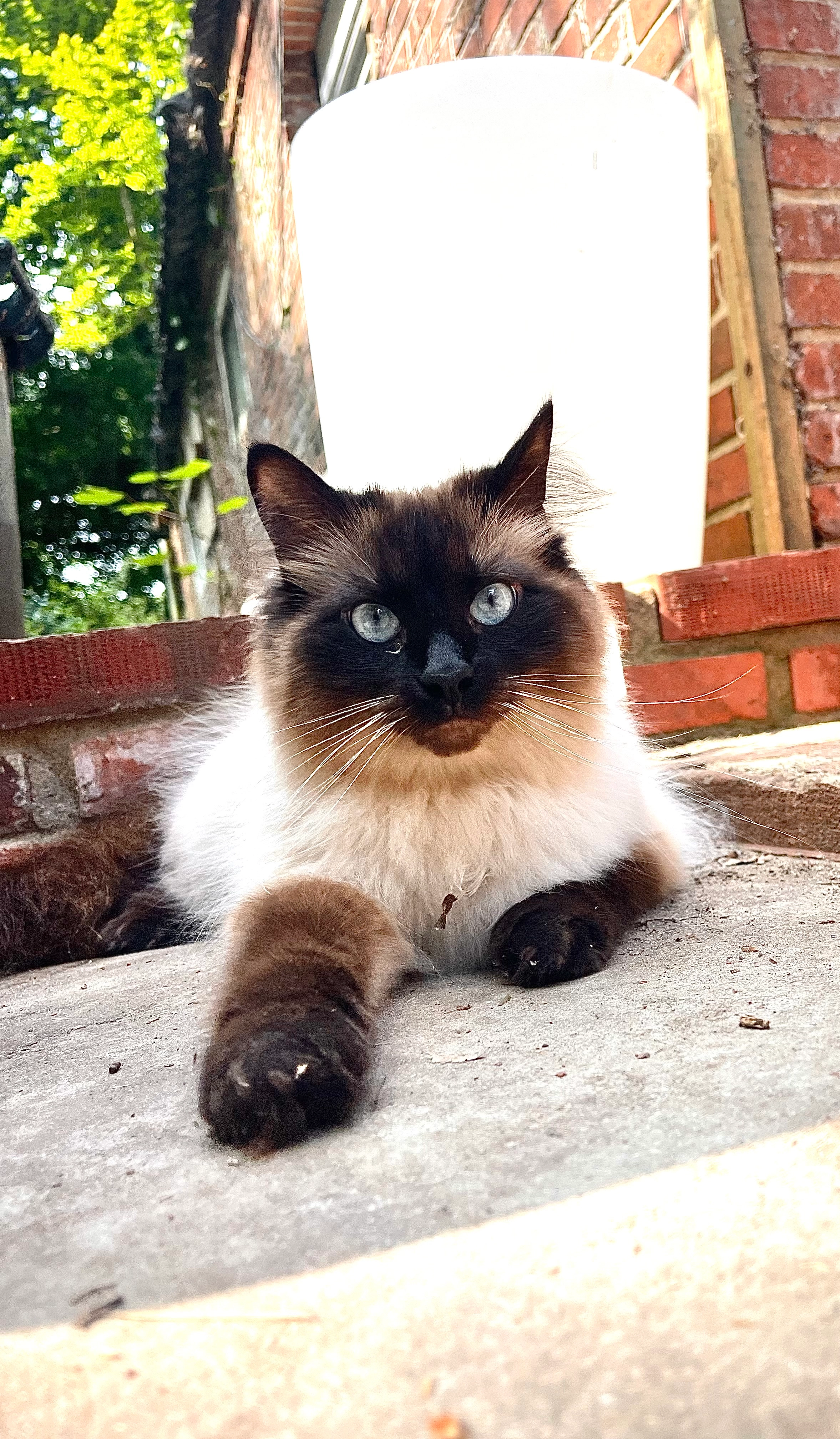 Muffin  - Kaltentange, Heede