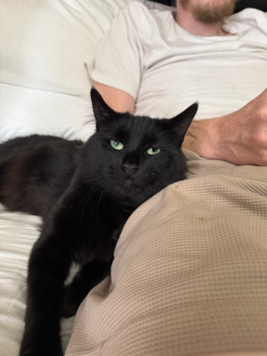 Buddy - 5 Oak Village, London