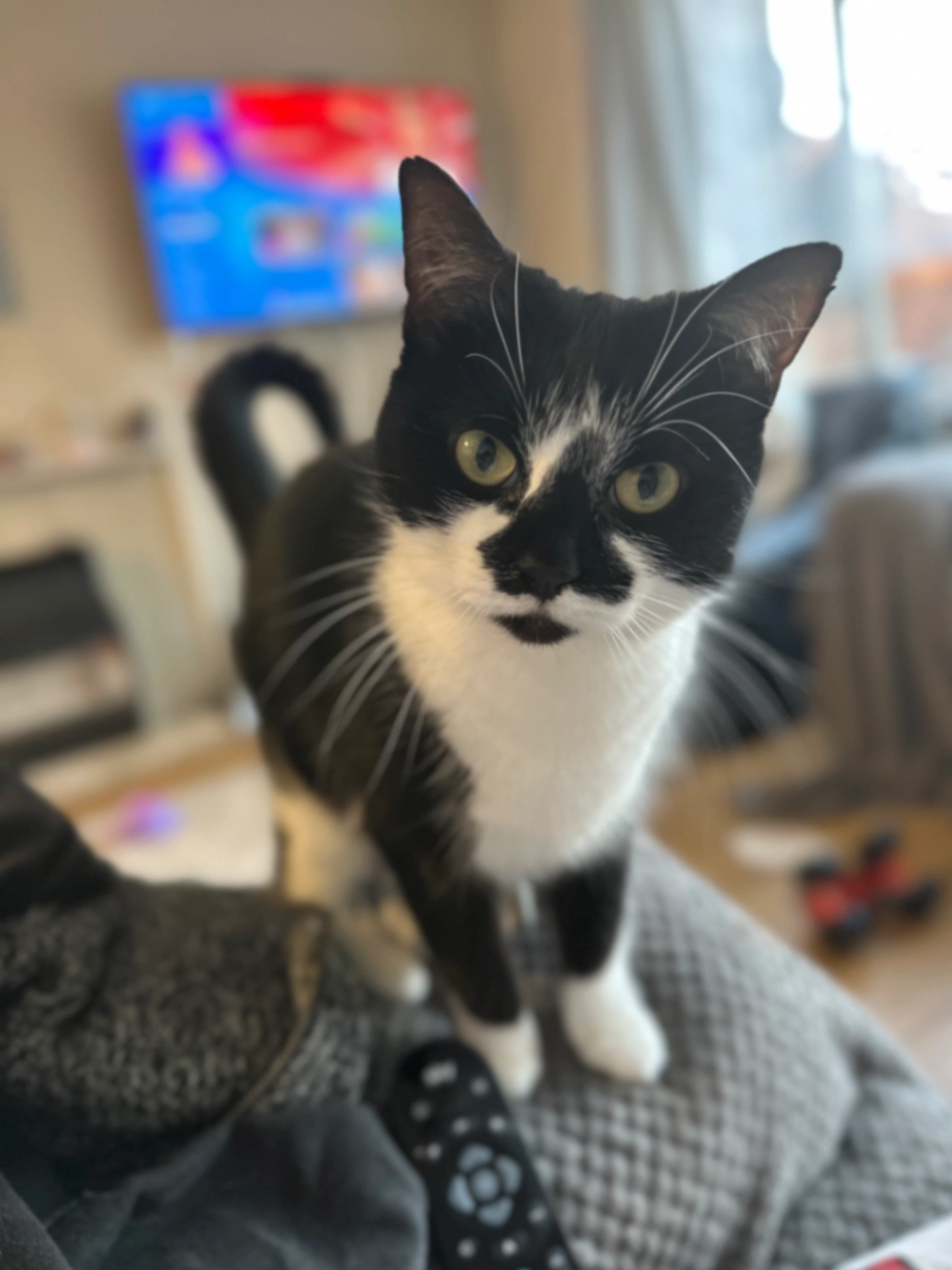 Raven - Pencester Road, Dover