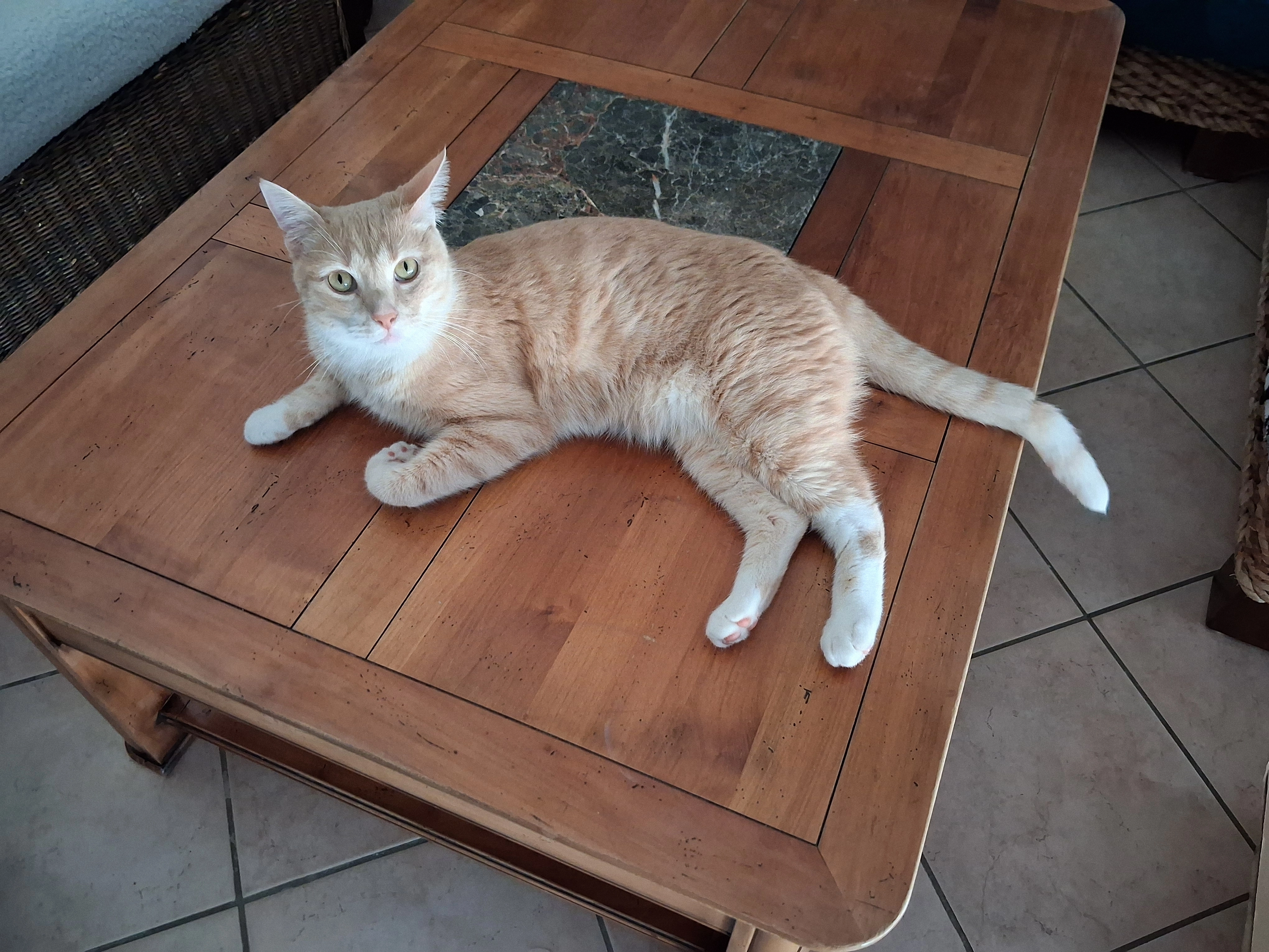 Salamèche - 58 Rue de l'Estacade, Barbâtre