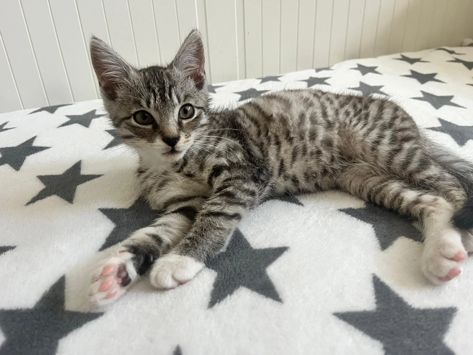 Bebeton - Frankenstraße, Herford