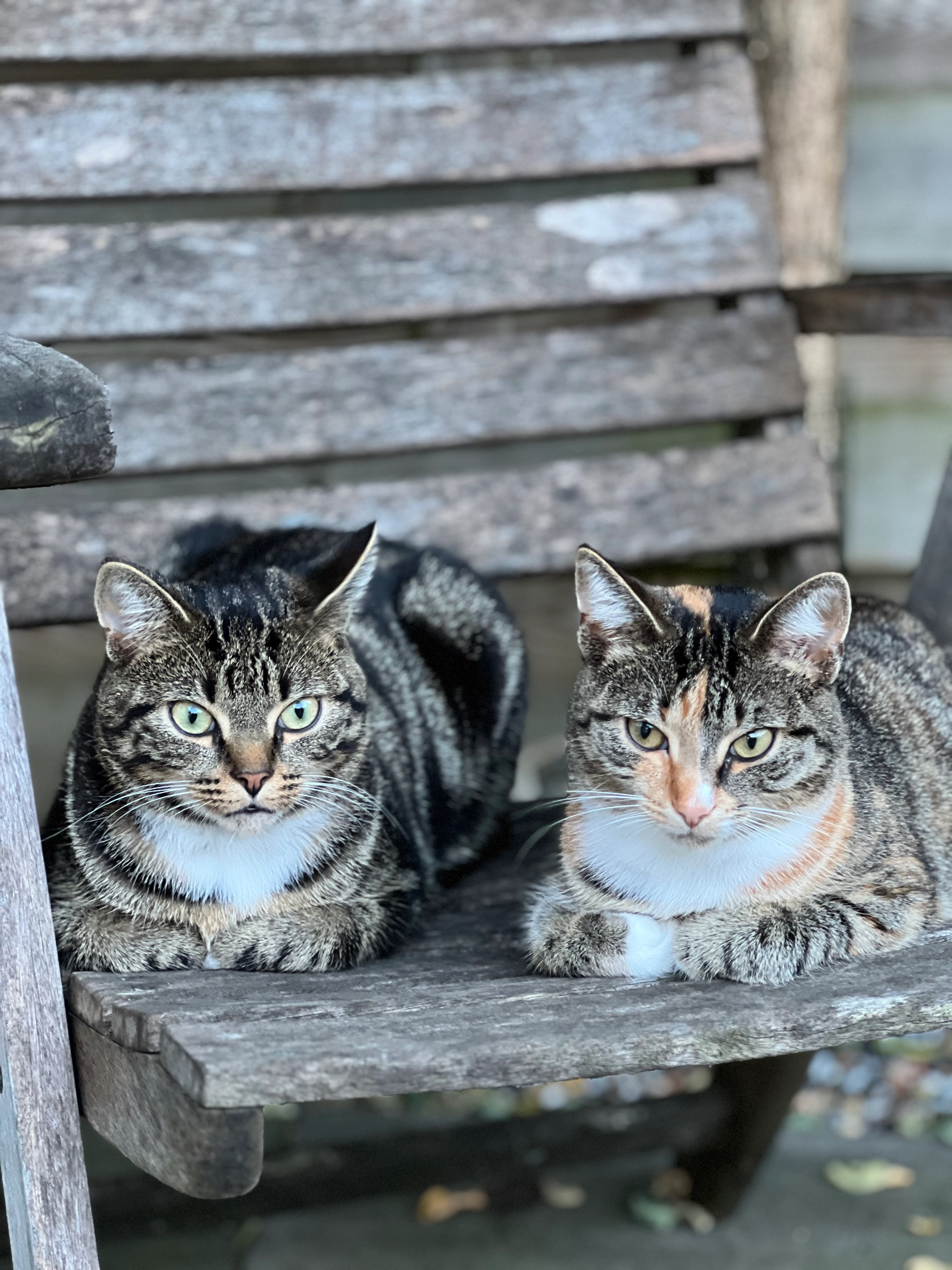 Kees - Altbroek, Zevenaar