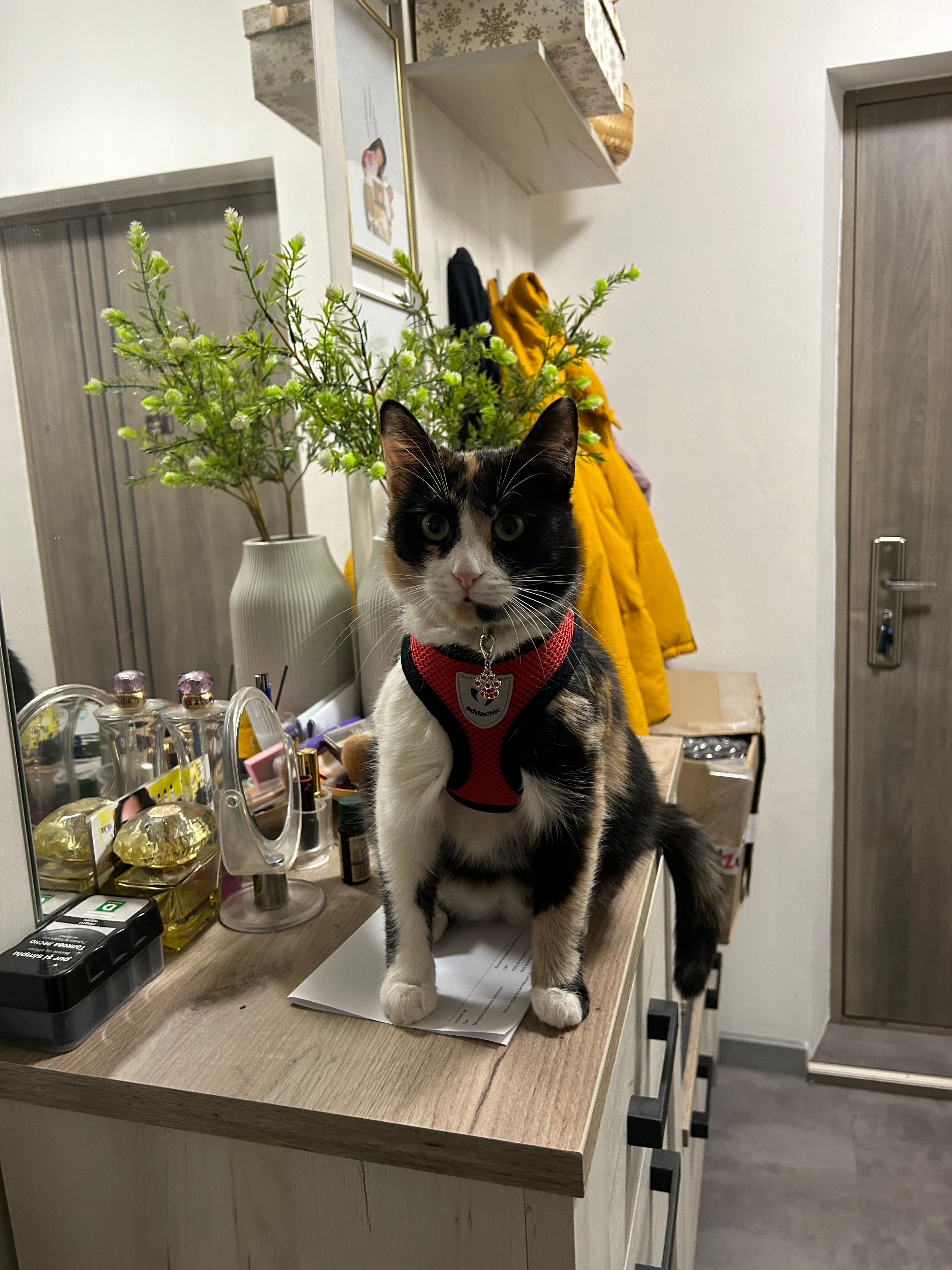 Suki - Strada Săpătorilor, Cluj-Napoca