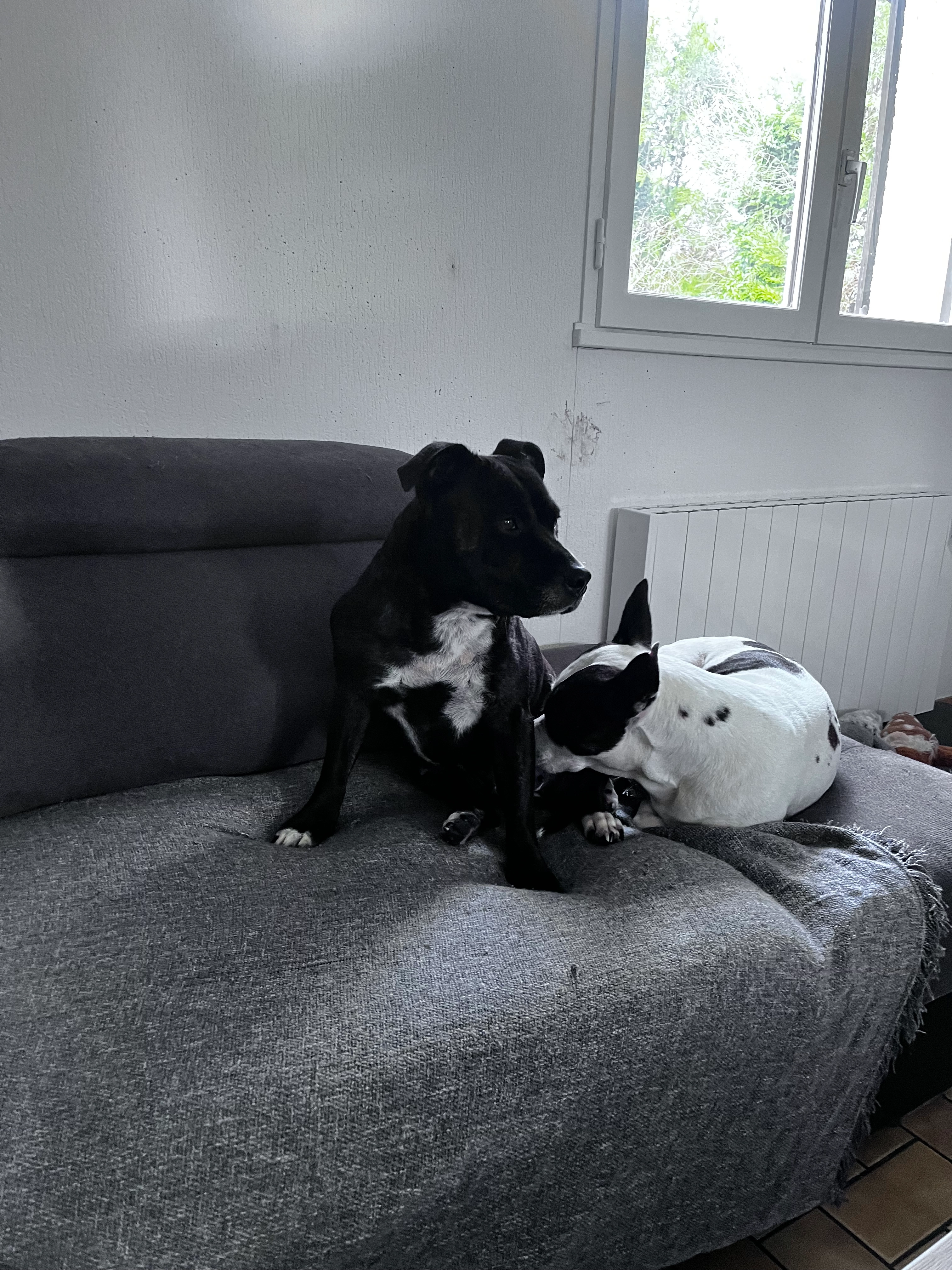 Maybe et Riska - Rue Paul Langevin, Pont-de-l'Arche