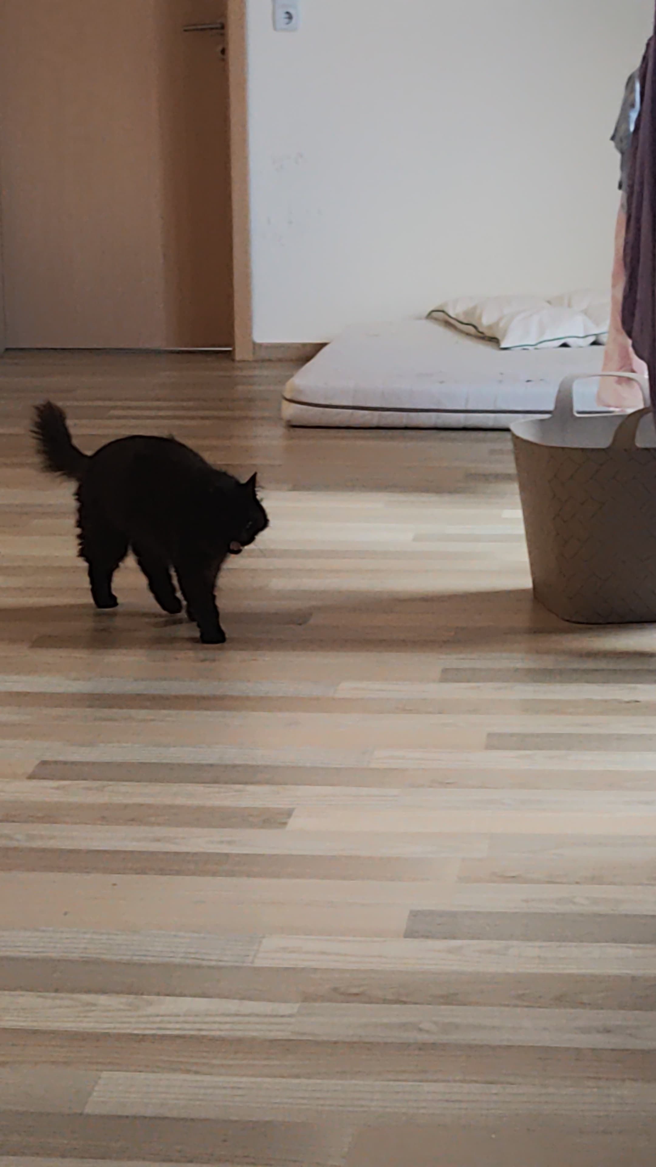 Ammy - Mittelweg, Frielendorf