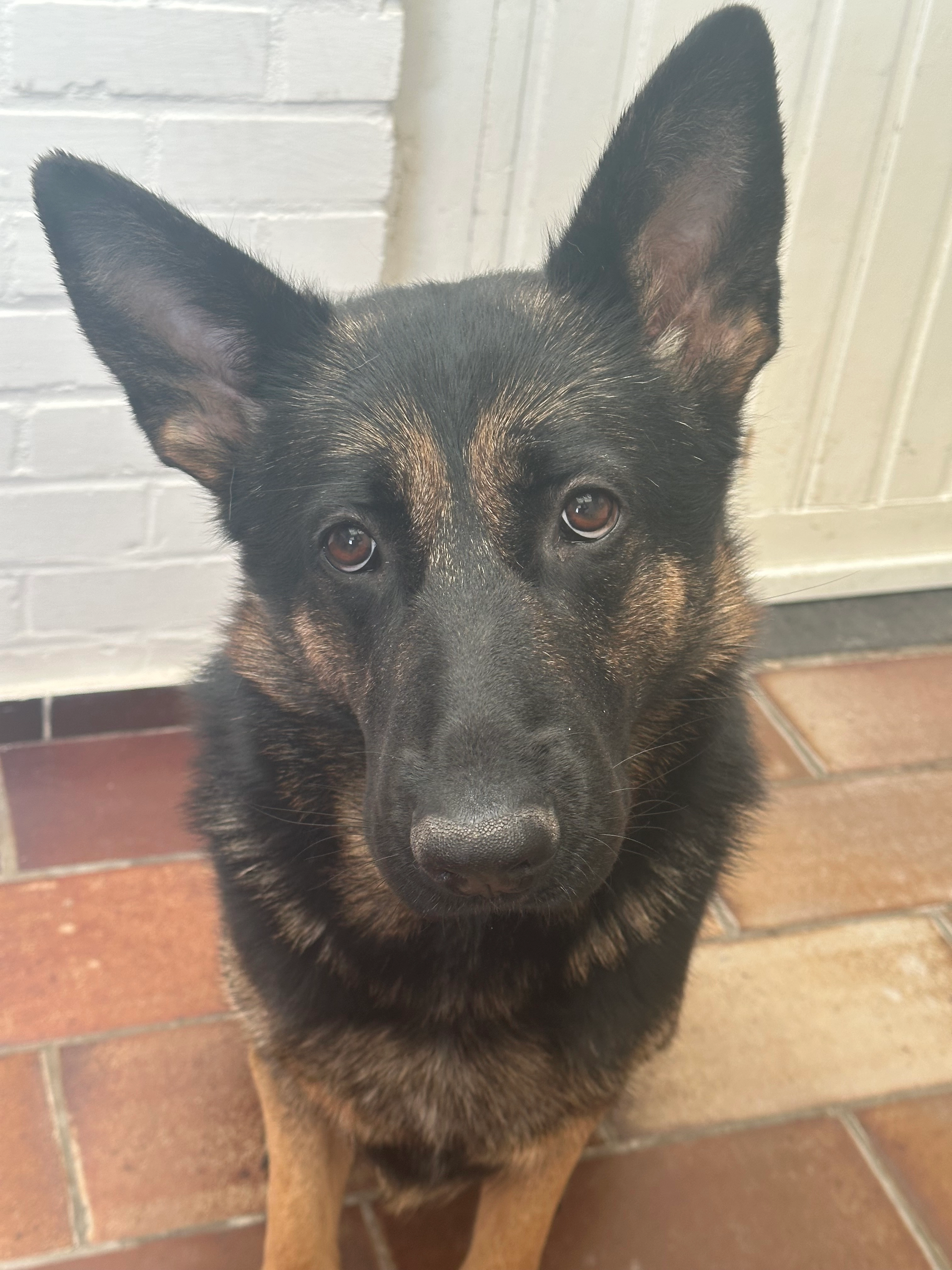 Diva - Wezelbaan, Balen