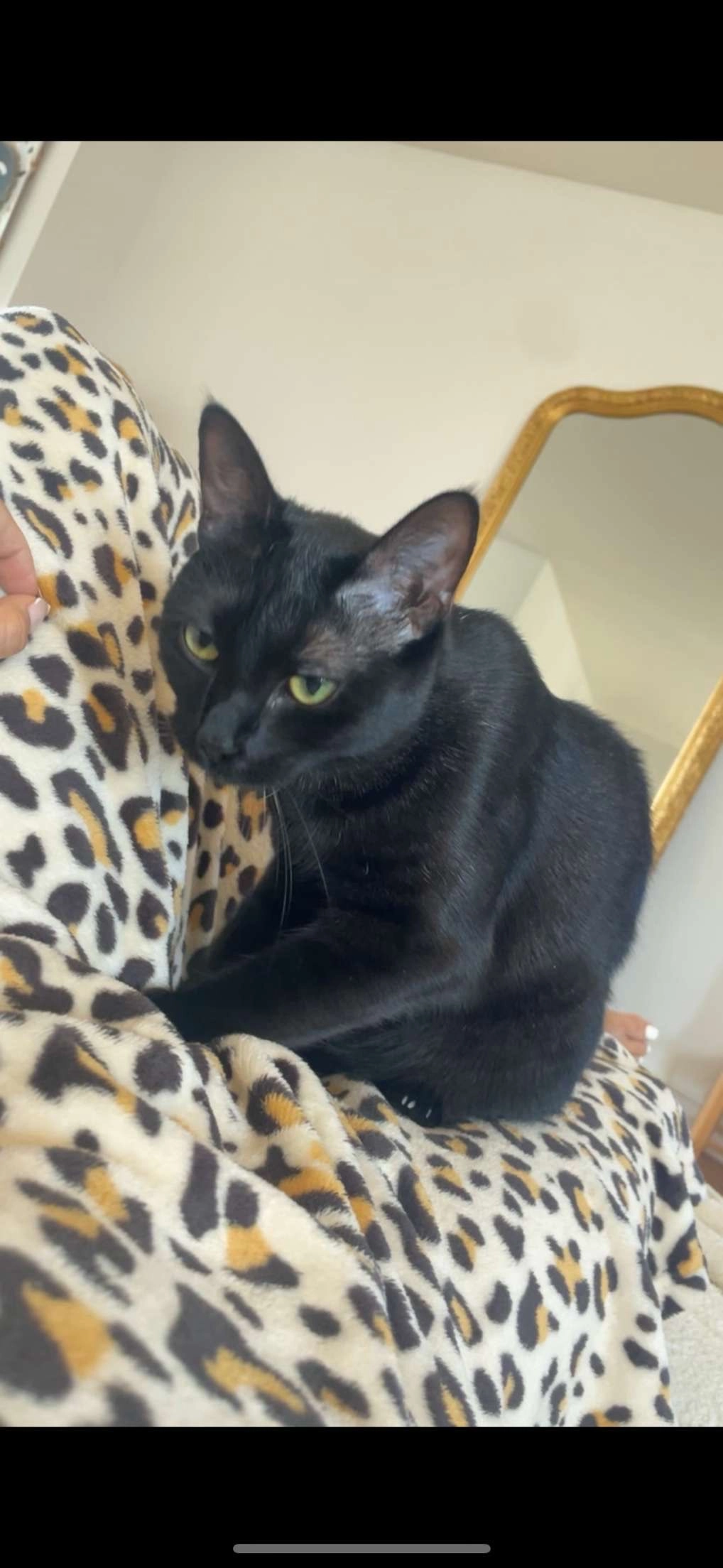 Queen - Rue Charles Labbé, Amiens