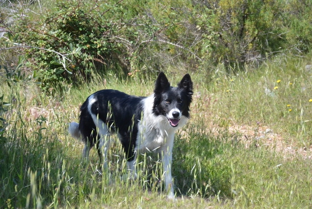 KREPPLER - 42 Avenue Annibal, Le Barcarès