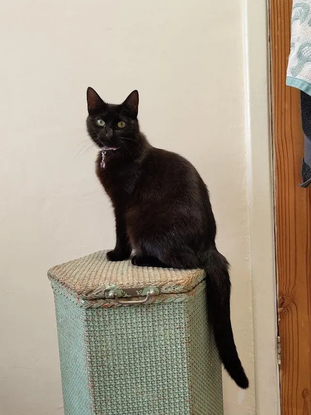 Pyxie - Gamston Crescent, Nottingham