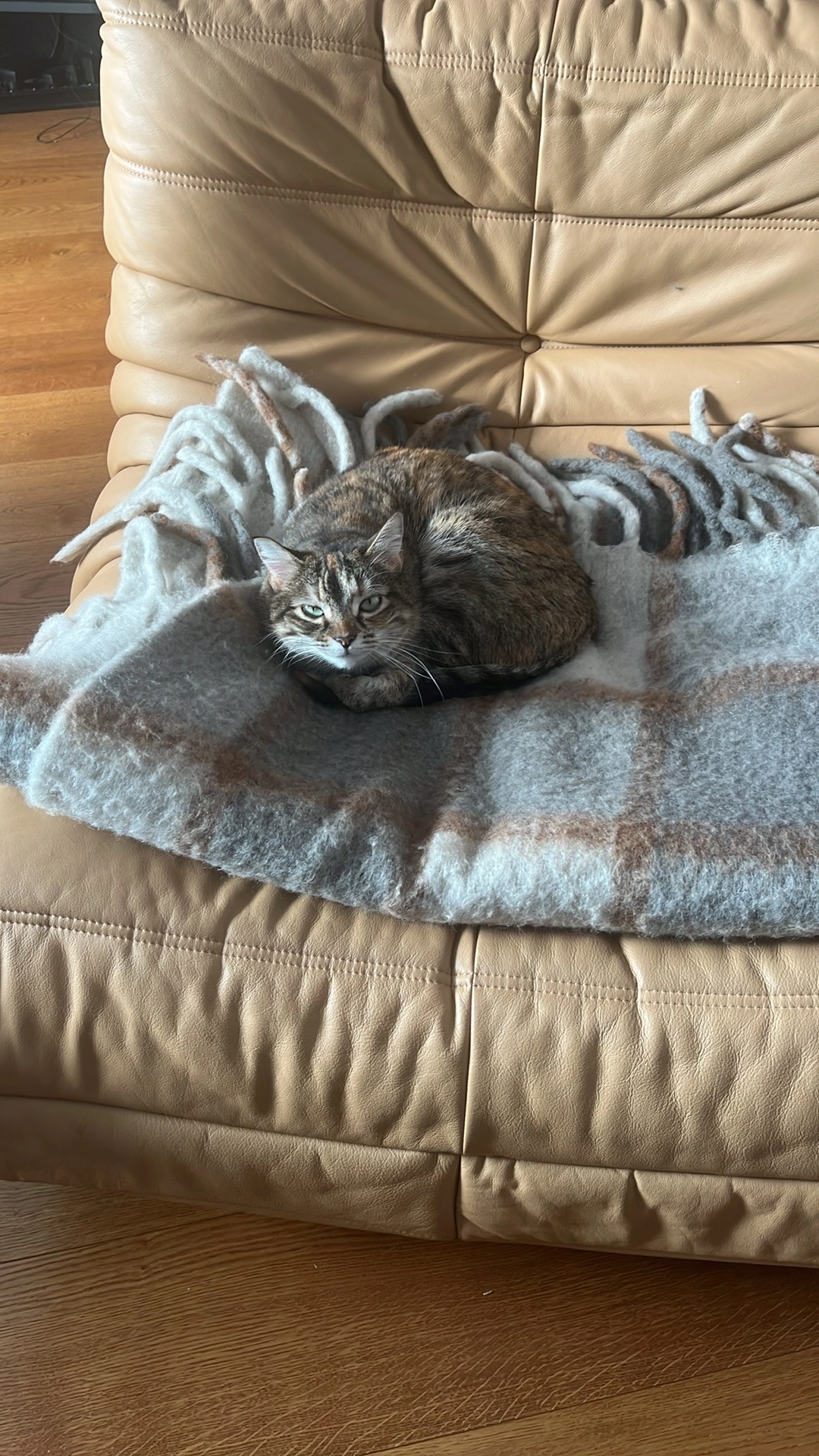 Miskine  - 26 Rue Guiter, Baixas