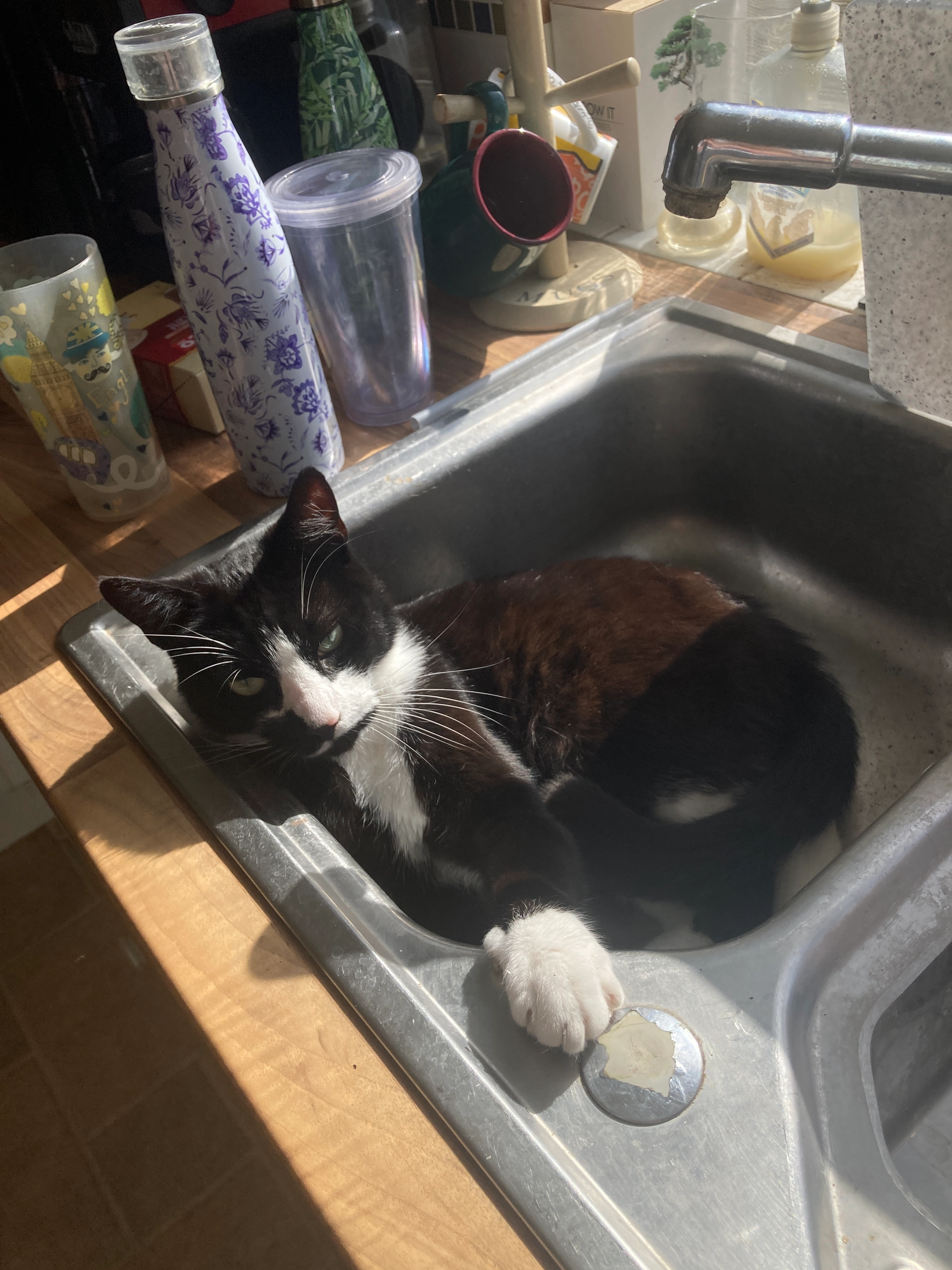 Juno - The Crescent, Eastbourne