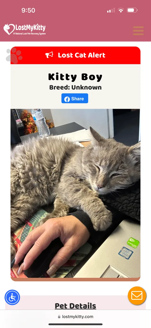 Kitty boy - 10051 Beech Ave, Fontana
