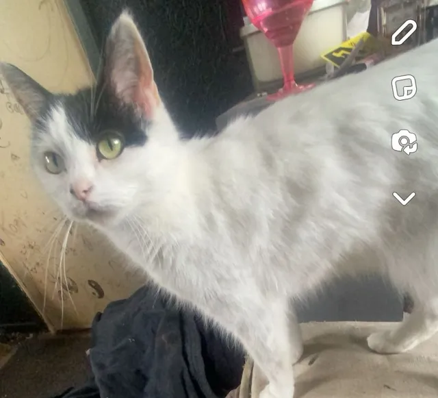 Missing Cat - Wardour Close, Macclesfield