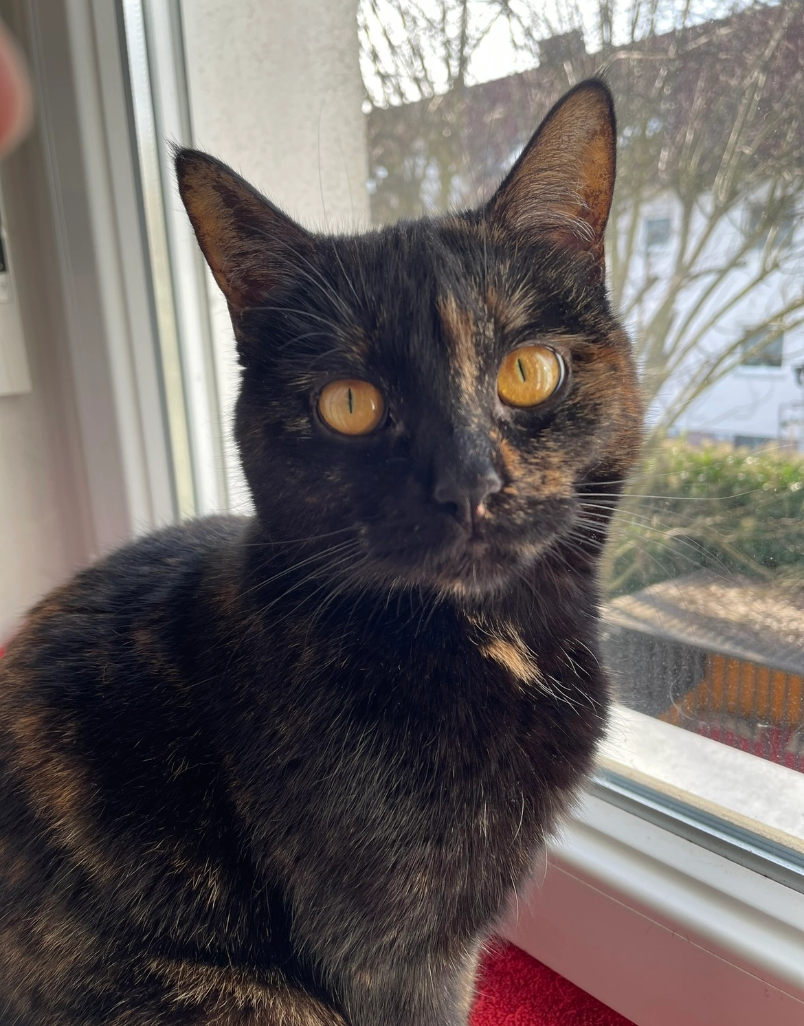 Ivy - Schwalbenstraße, Cadolzburg