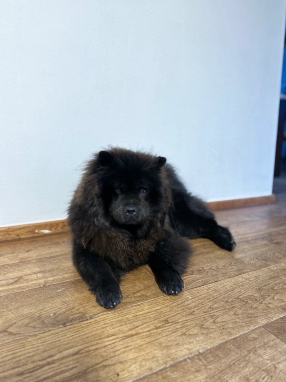 Nova - Kattenbosch, Rosmalen