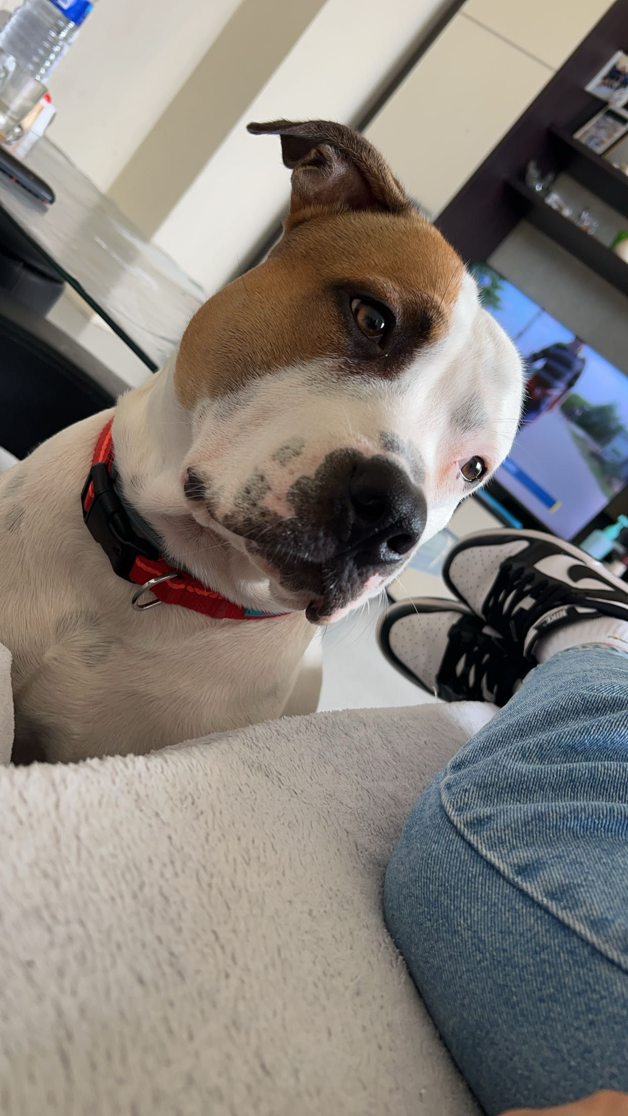 Ares  - 36000, Châteauroux