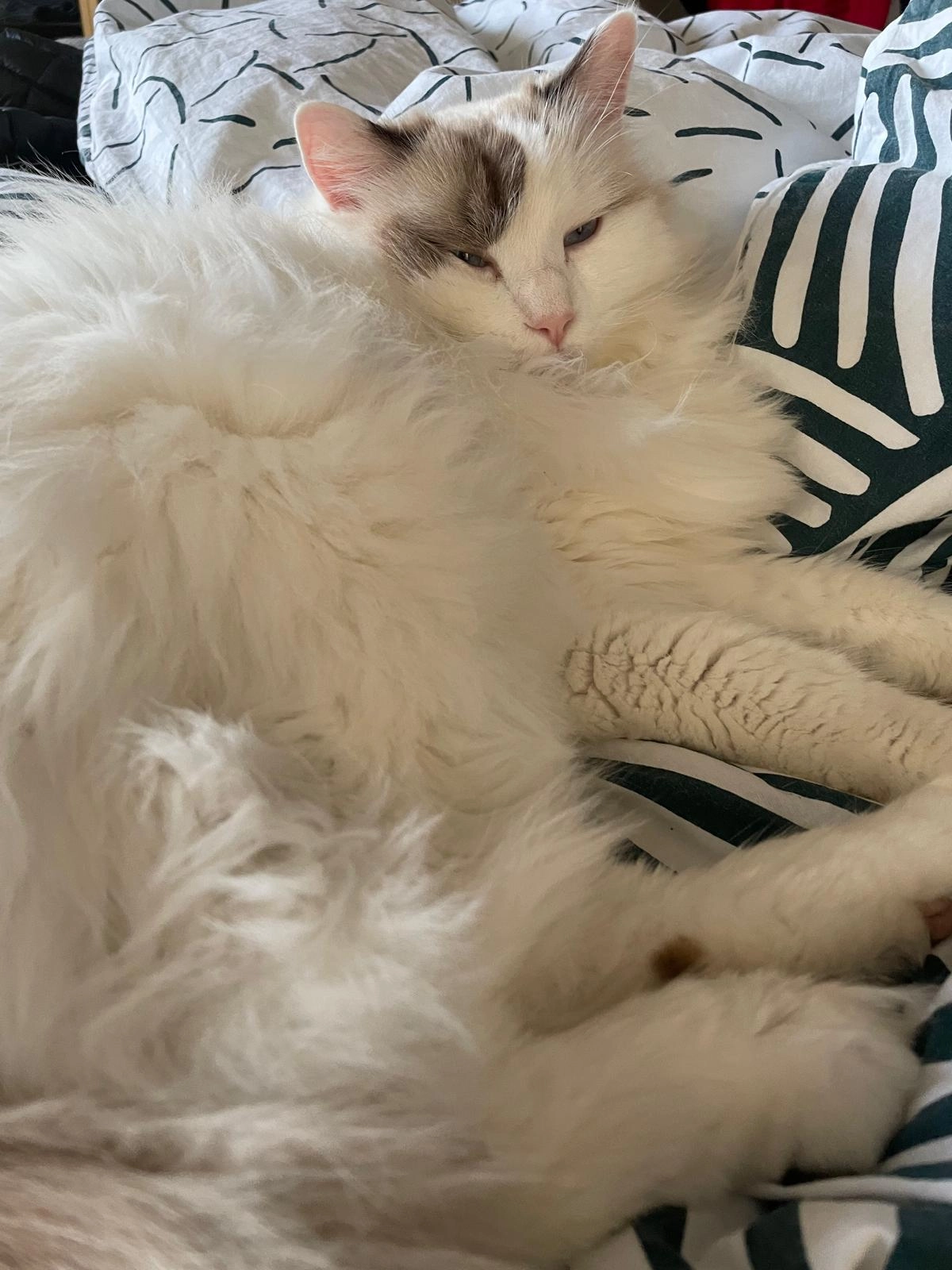 Pastis - 58 Chemin des Petites Verchères, Coublevie