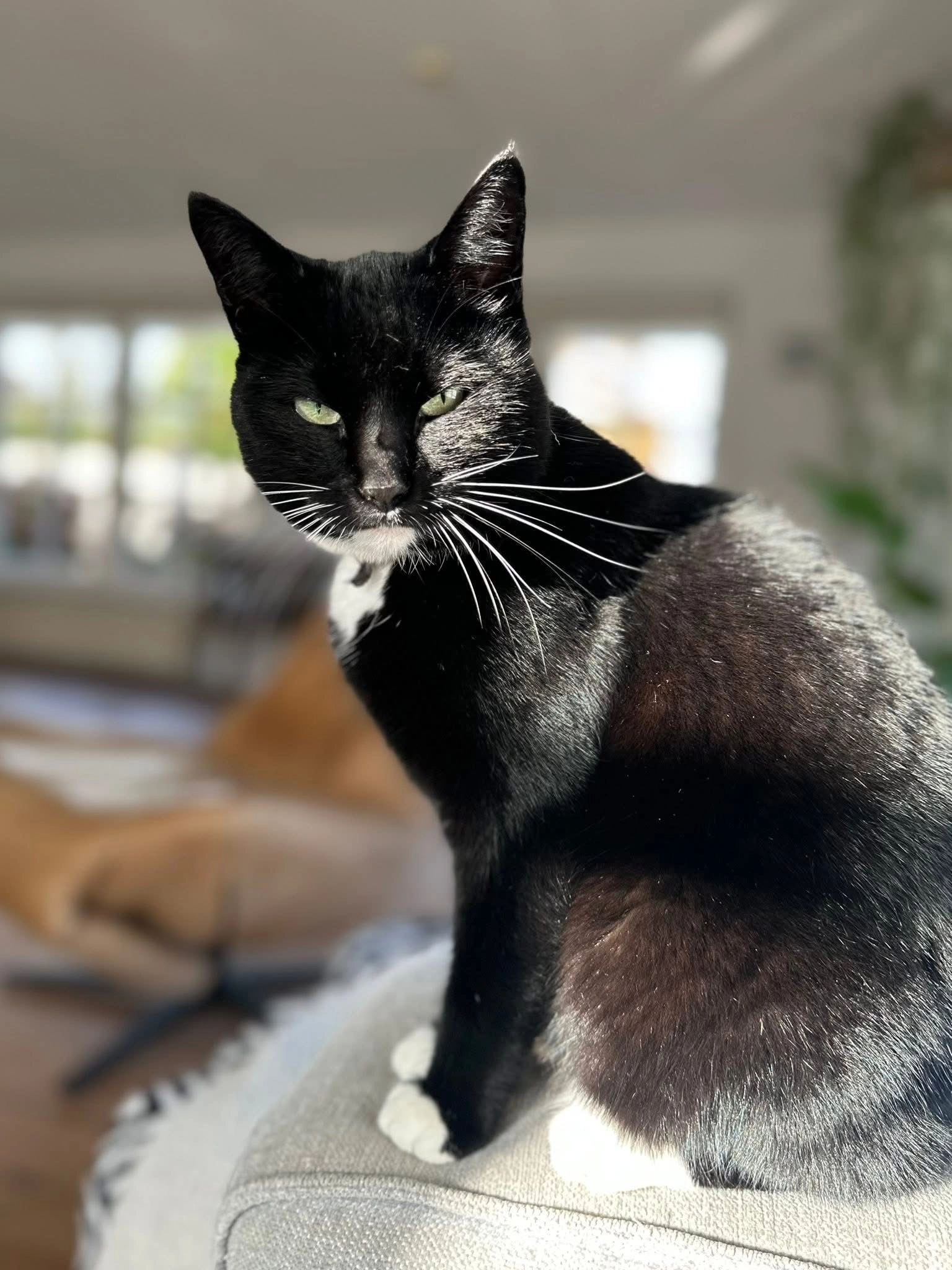 Puck - Hotze Buwaldastraat, Sint-Annaparochie